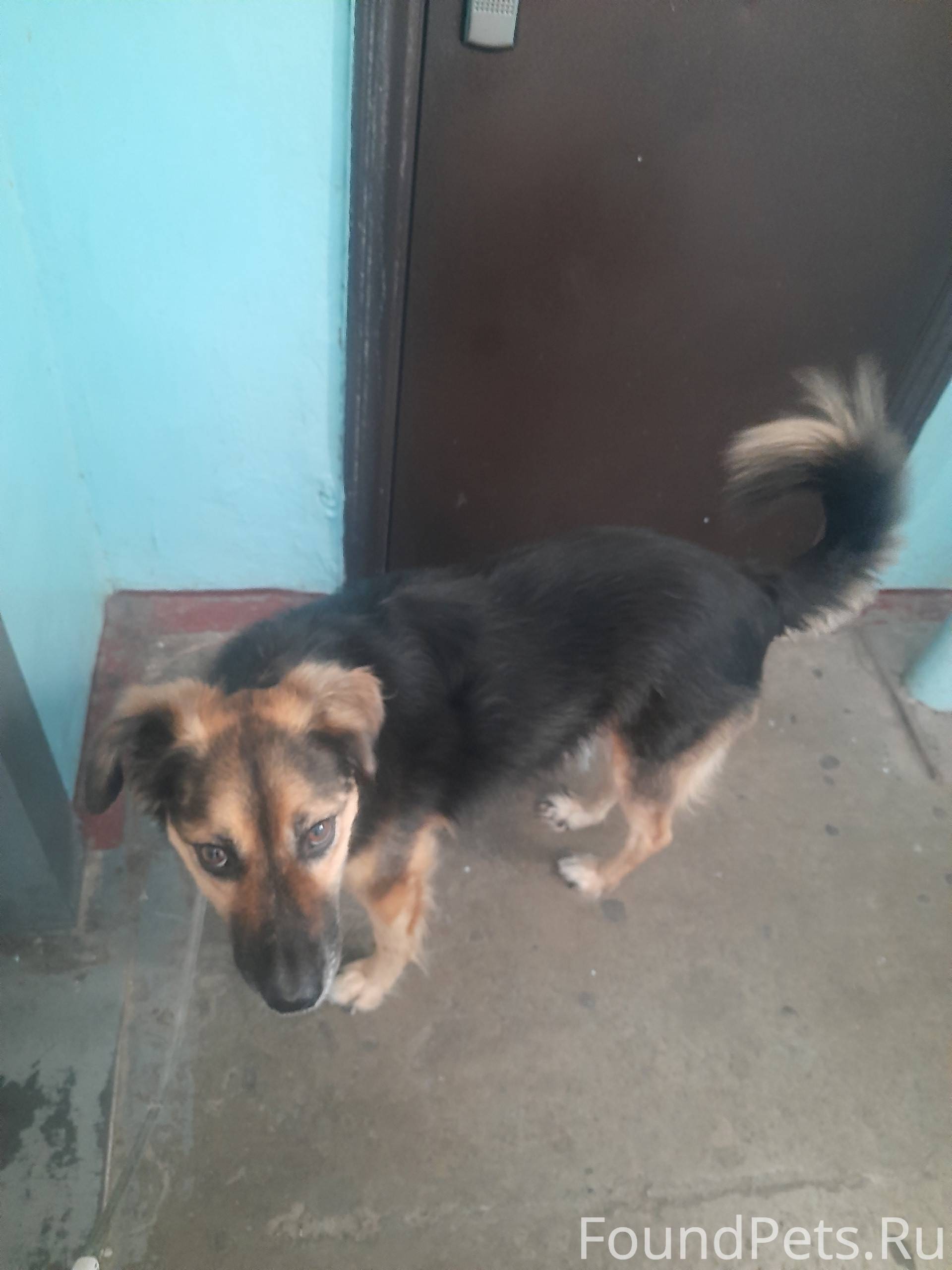 В чера Малыш испугался собаки ...