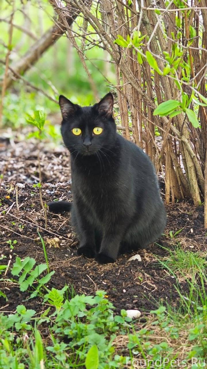 30.07.2025 пропала кошка Марус...