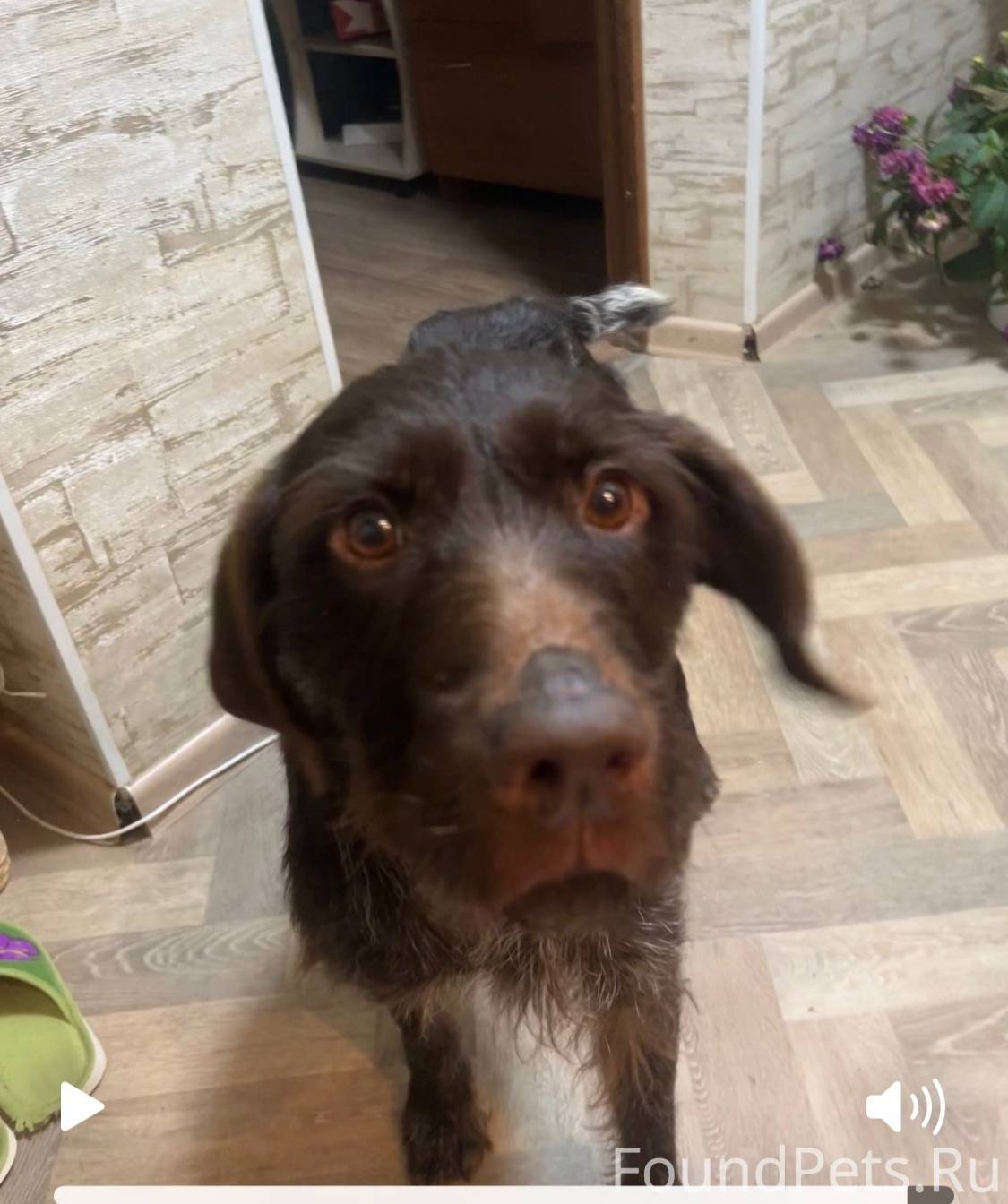 Найдена собака. Автор https://...