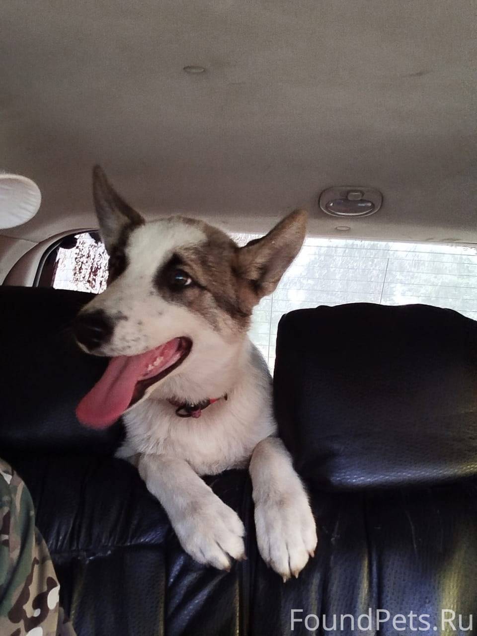 Убежал пёс в районе гаи кличка...