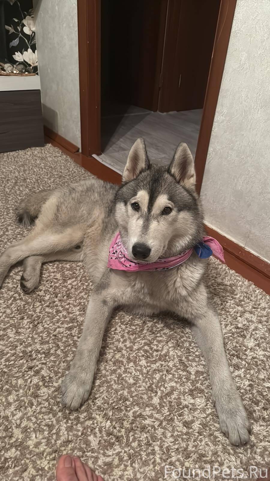 ИЩЕМ ХОЗЯЕВ! Найдена собака! М...