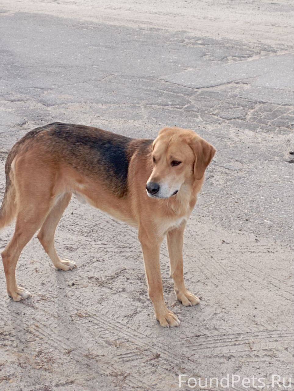 В деревне Аверькиево Клепиковс...