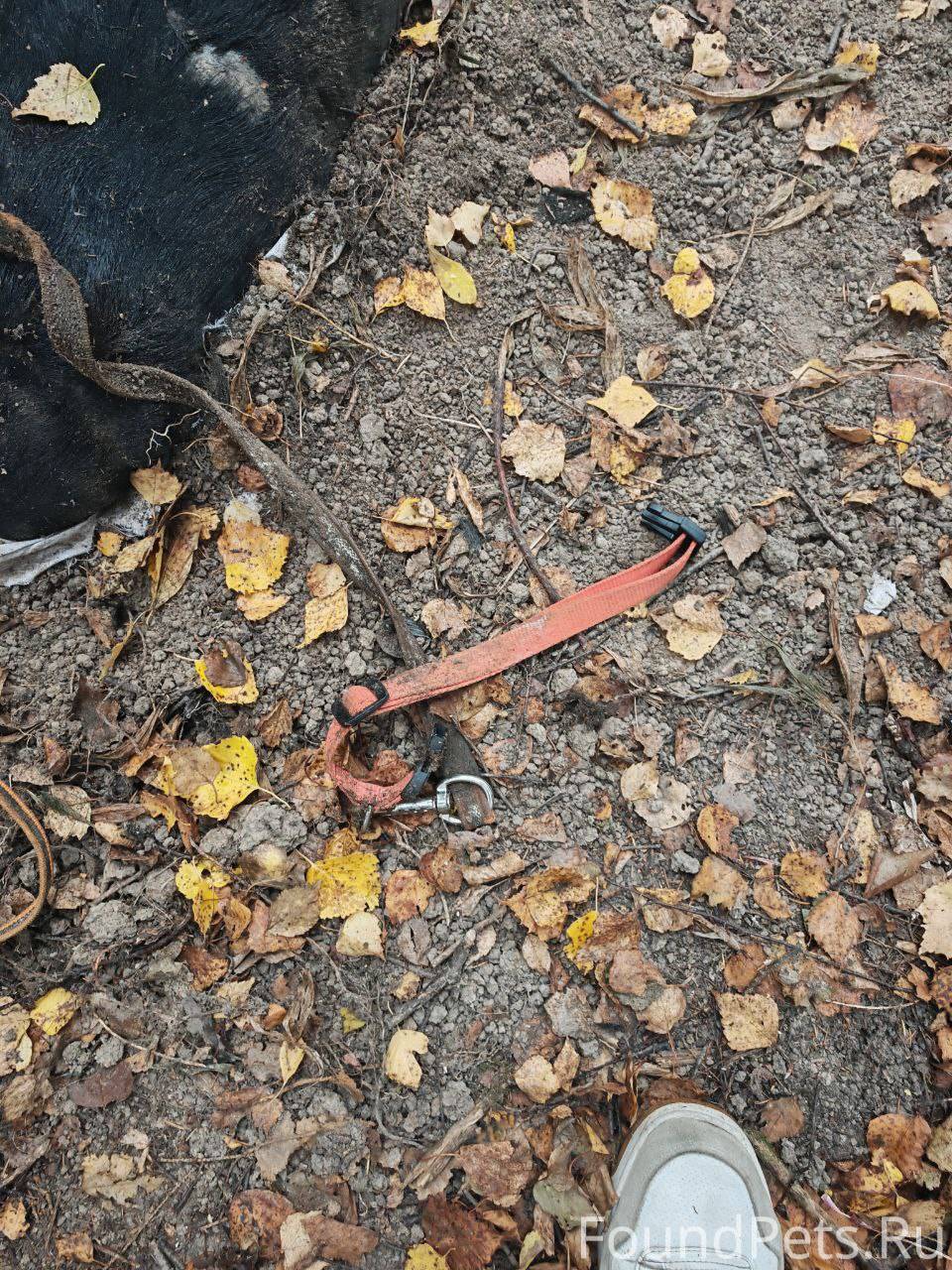 Оранжевый ошейник, коричневый поводок