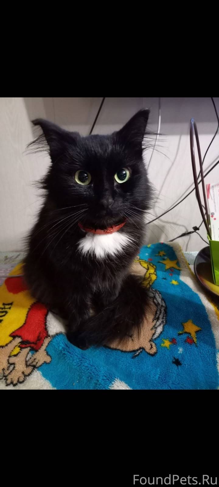 Пропал кот в районе Мариинског...