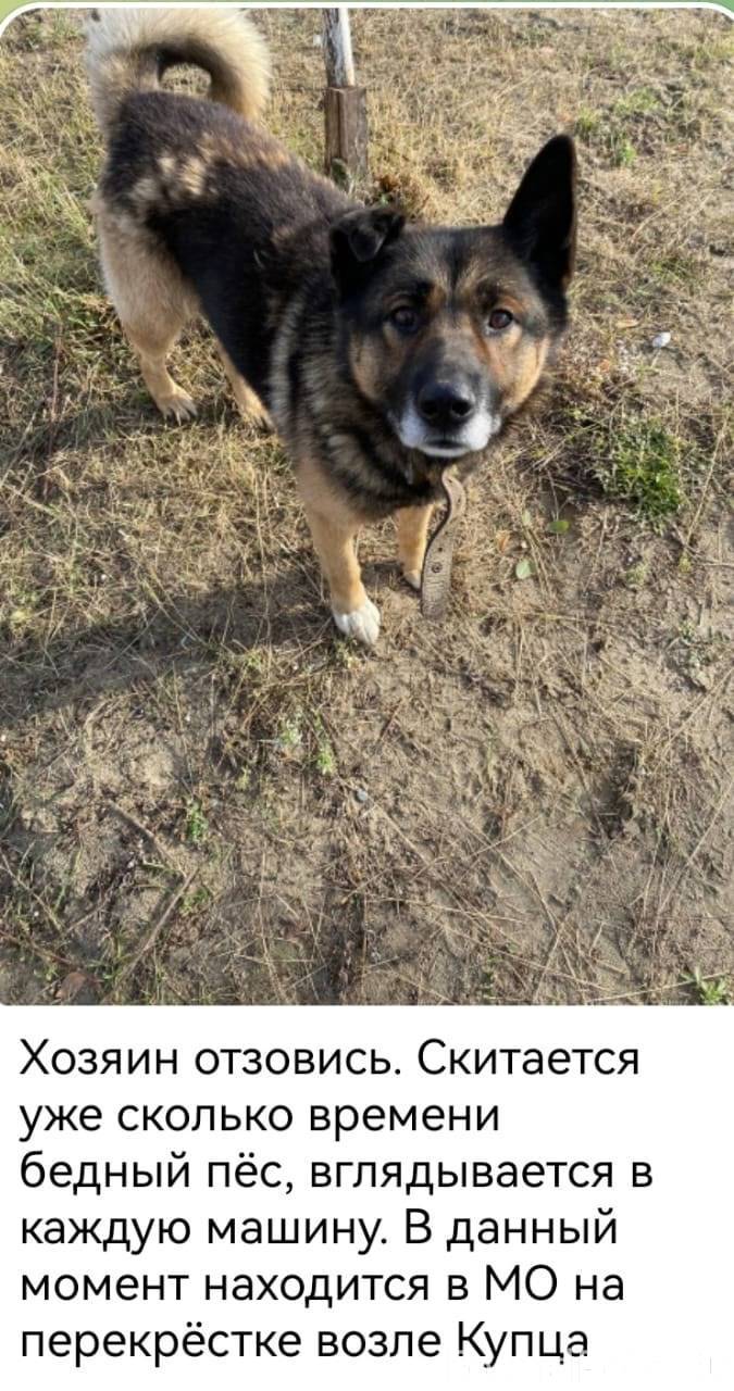 Место нахождения собаки Приобь...