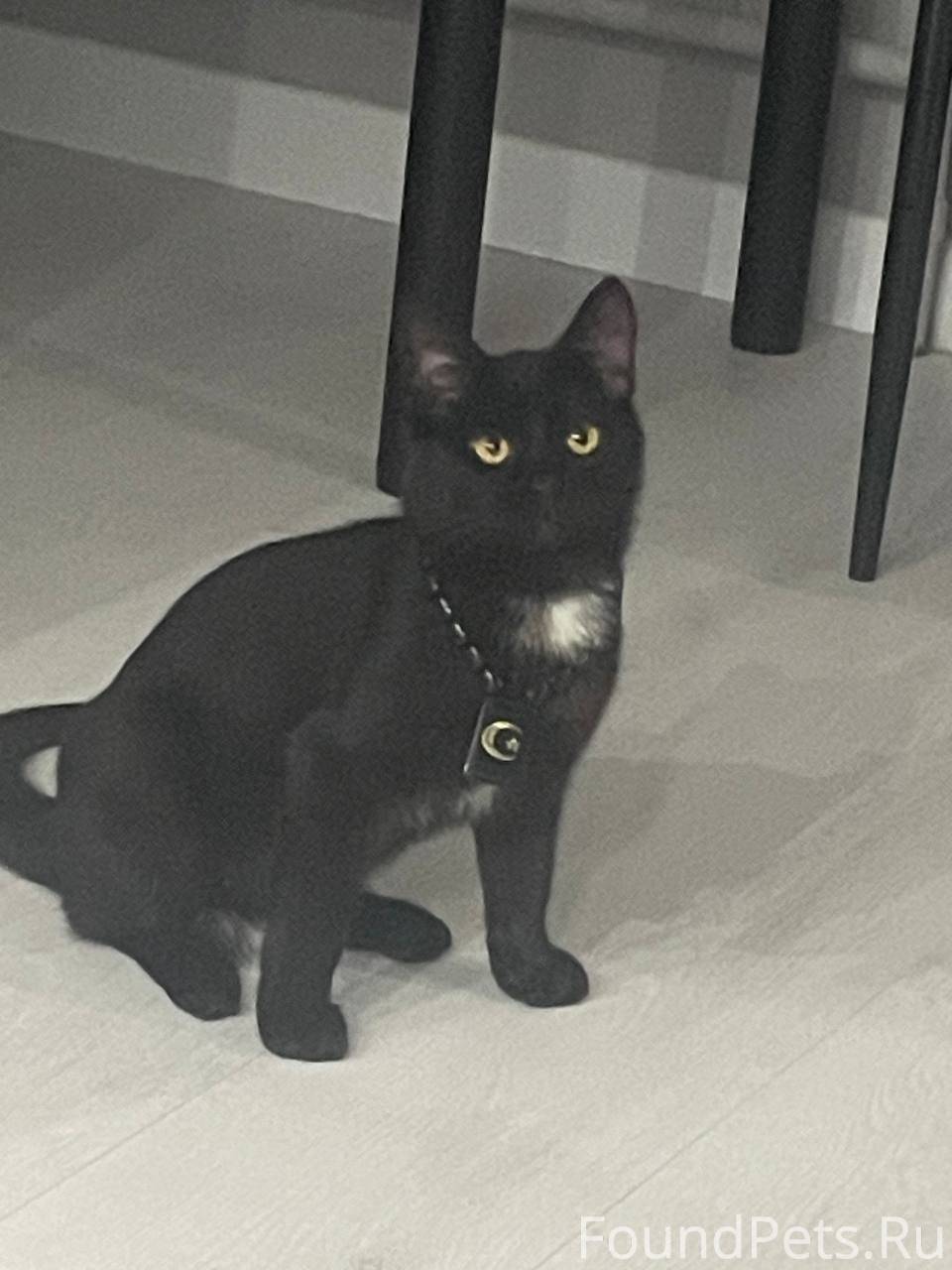 Потерялся кот. Зовут морс , че...