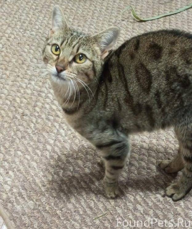 В д.Большое Щапово найдена мол...