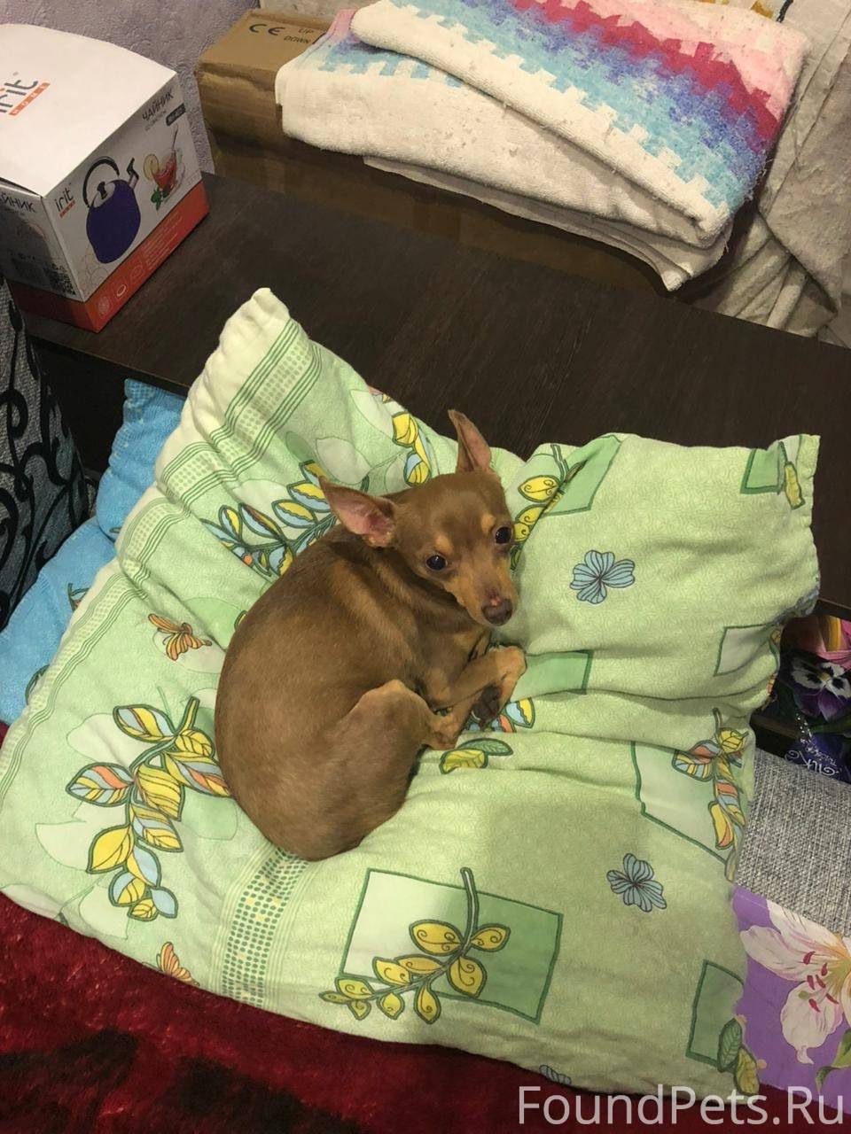 Потерялась собака той терьер. ...