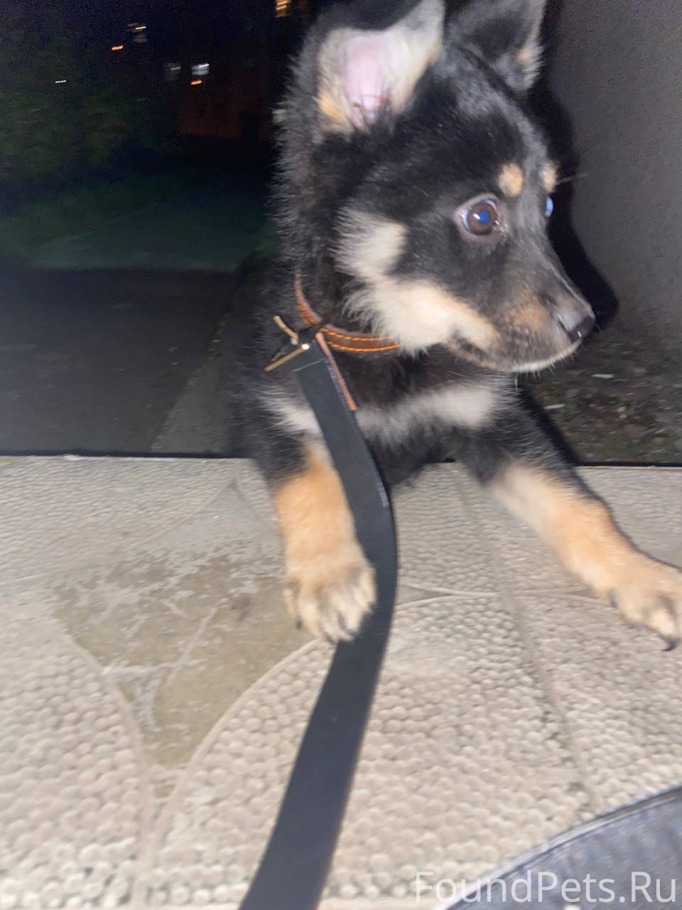 НАШЕЛСЯ ЩЕНОК! Мальчик, 2-3 ме...