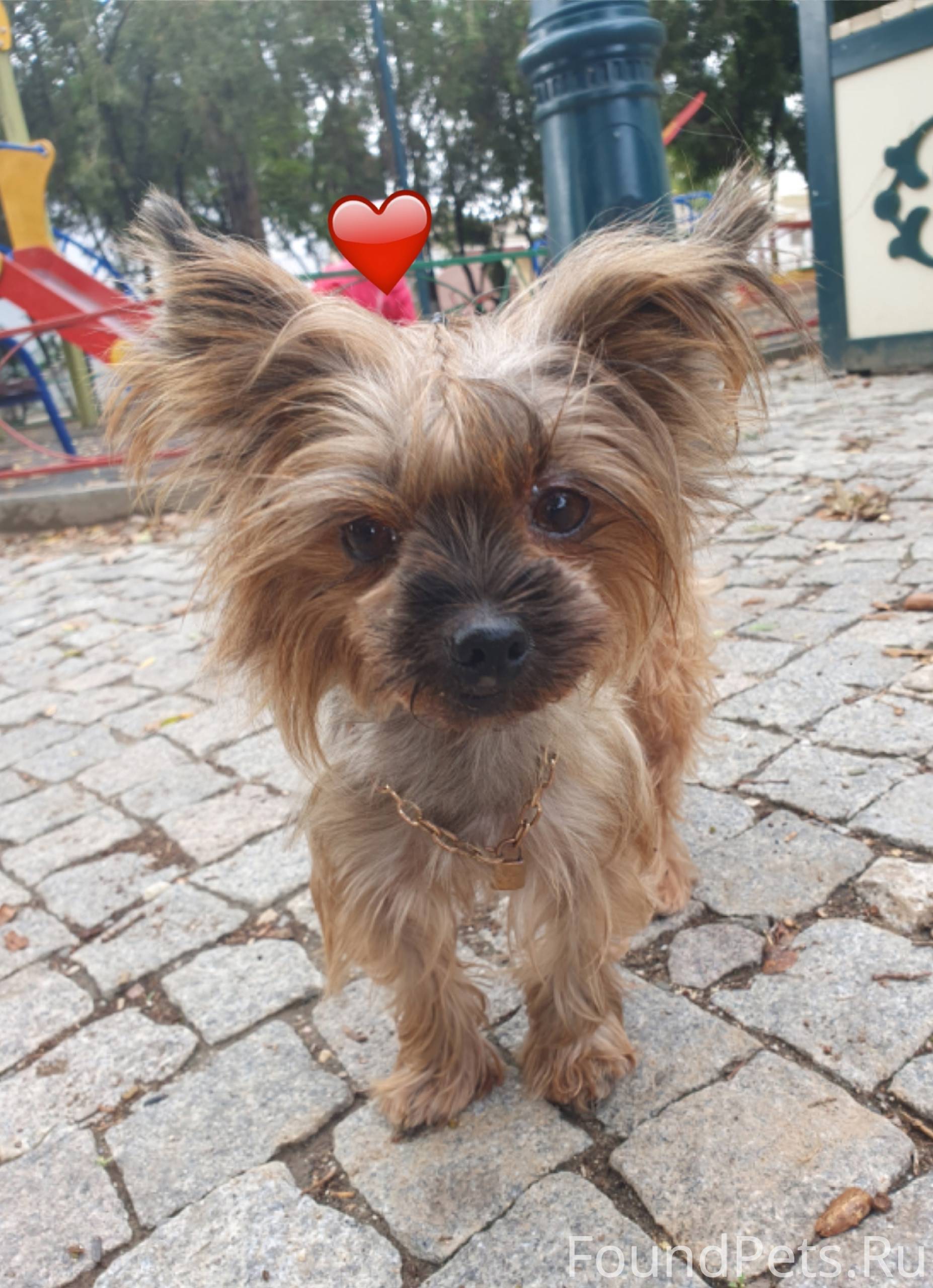 ‼️Найдена собака‼️ 10.10 прибл...