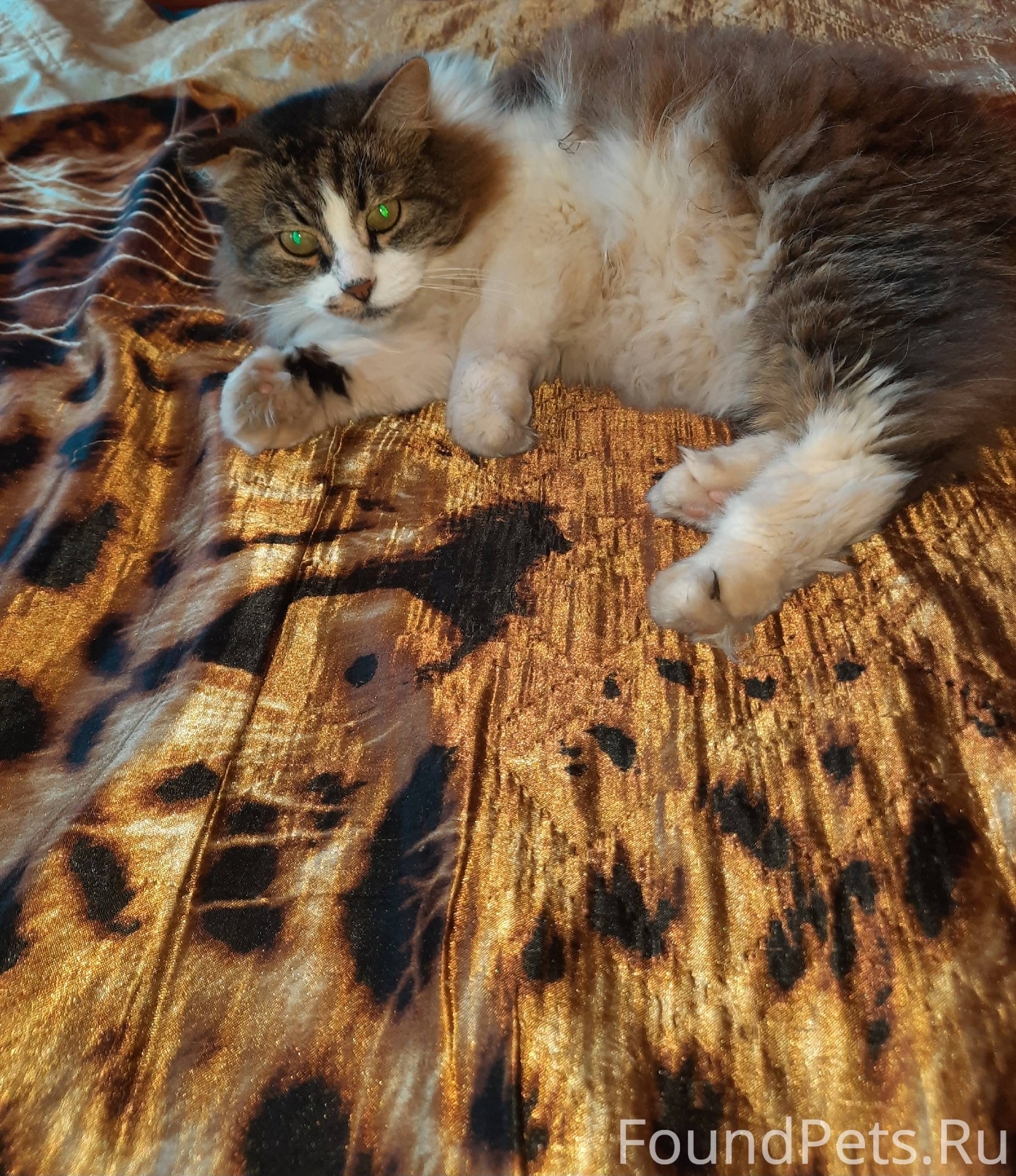 Пропал кот, Кайманова, 11, но ...