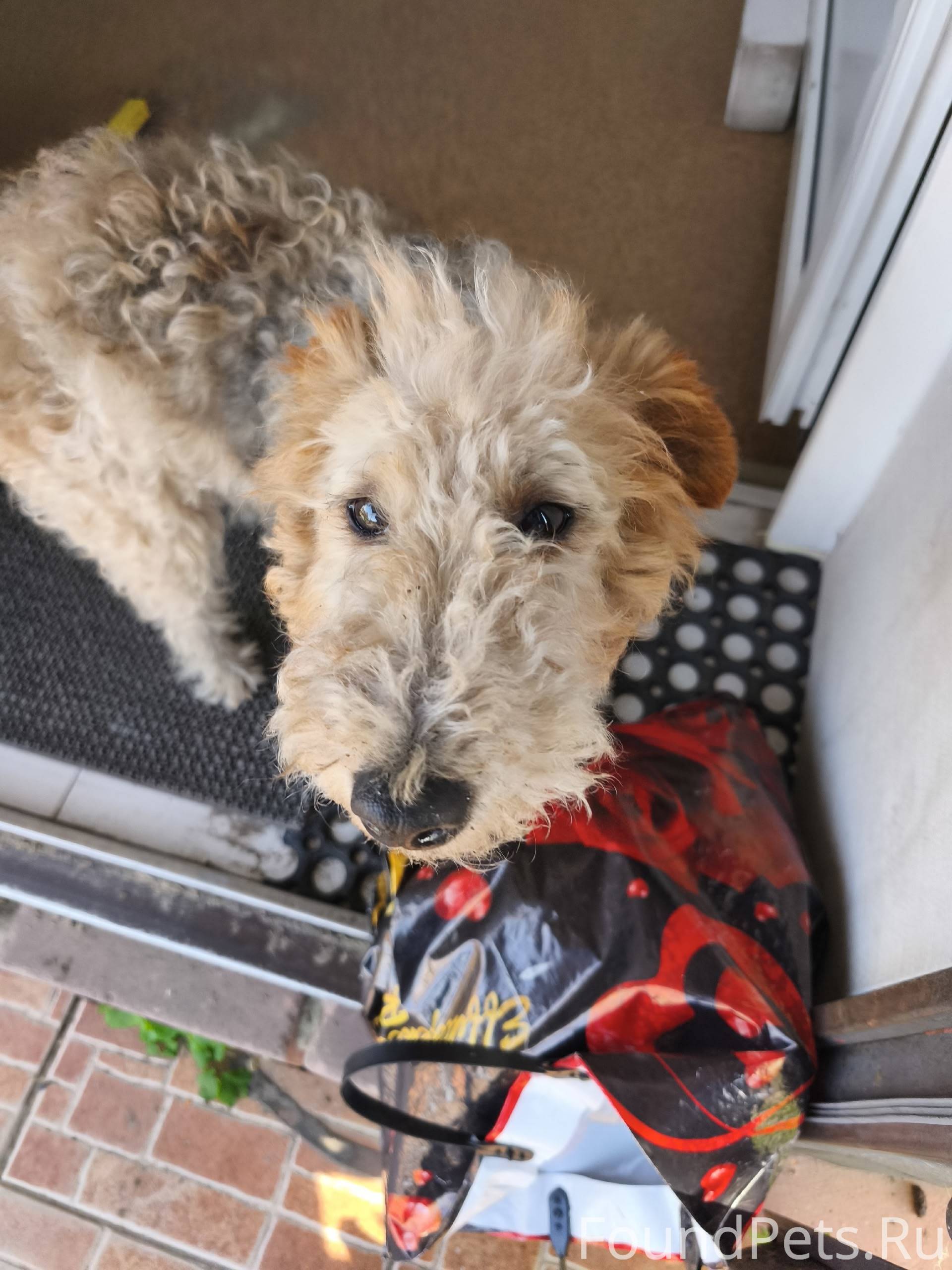 Эта не та,пропавшая собака? Эт...