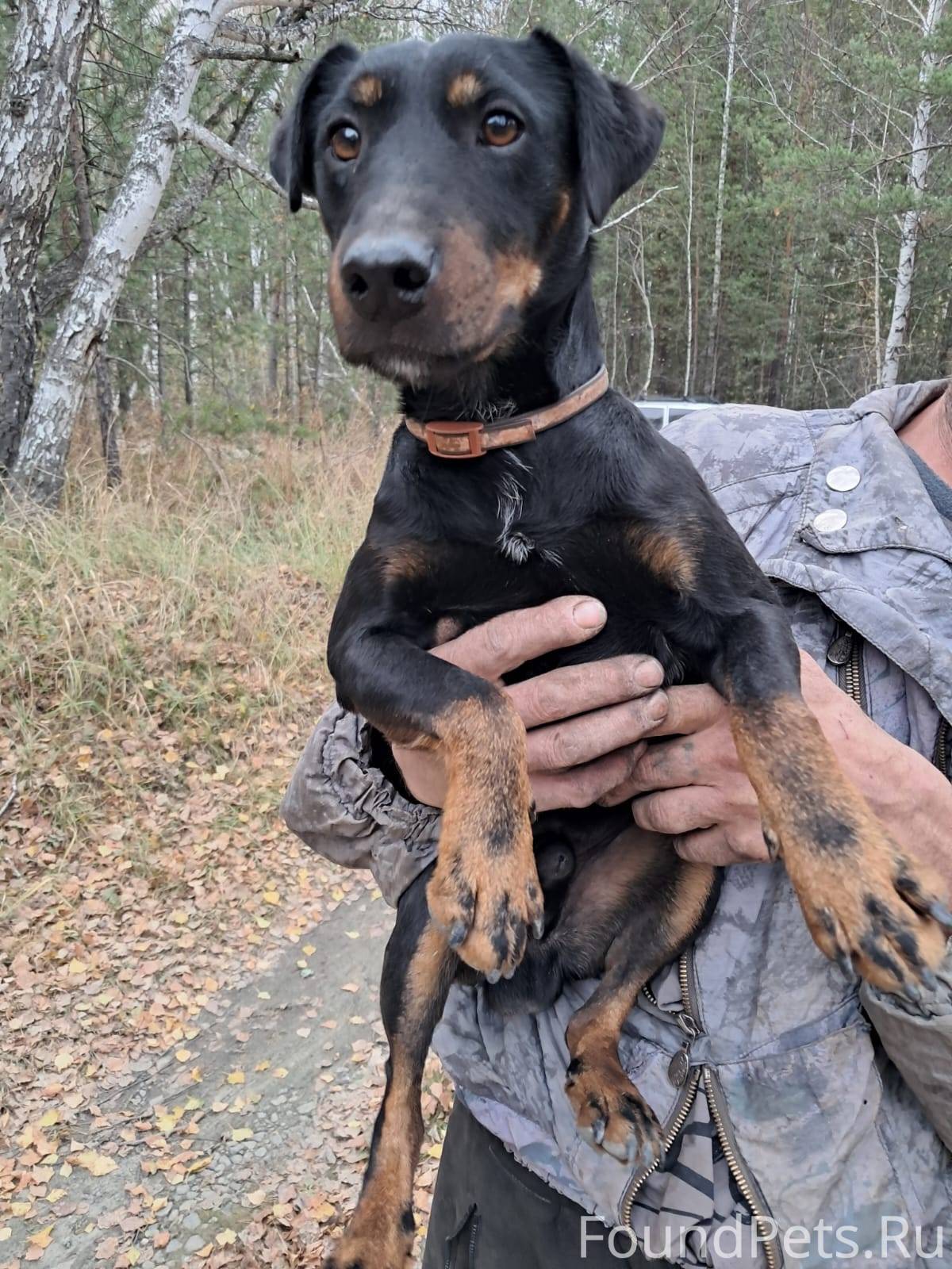 Найдена собака в районе Кувалж...