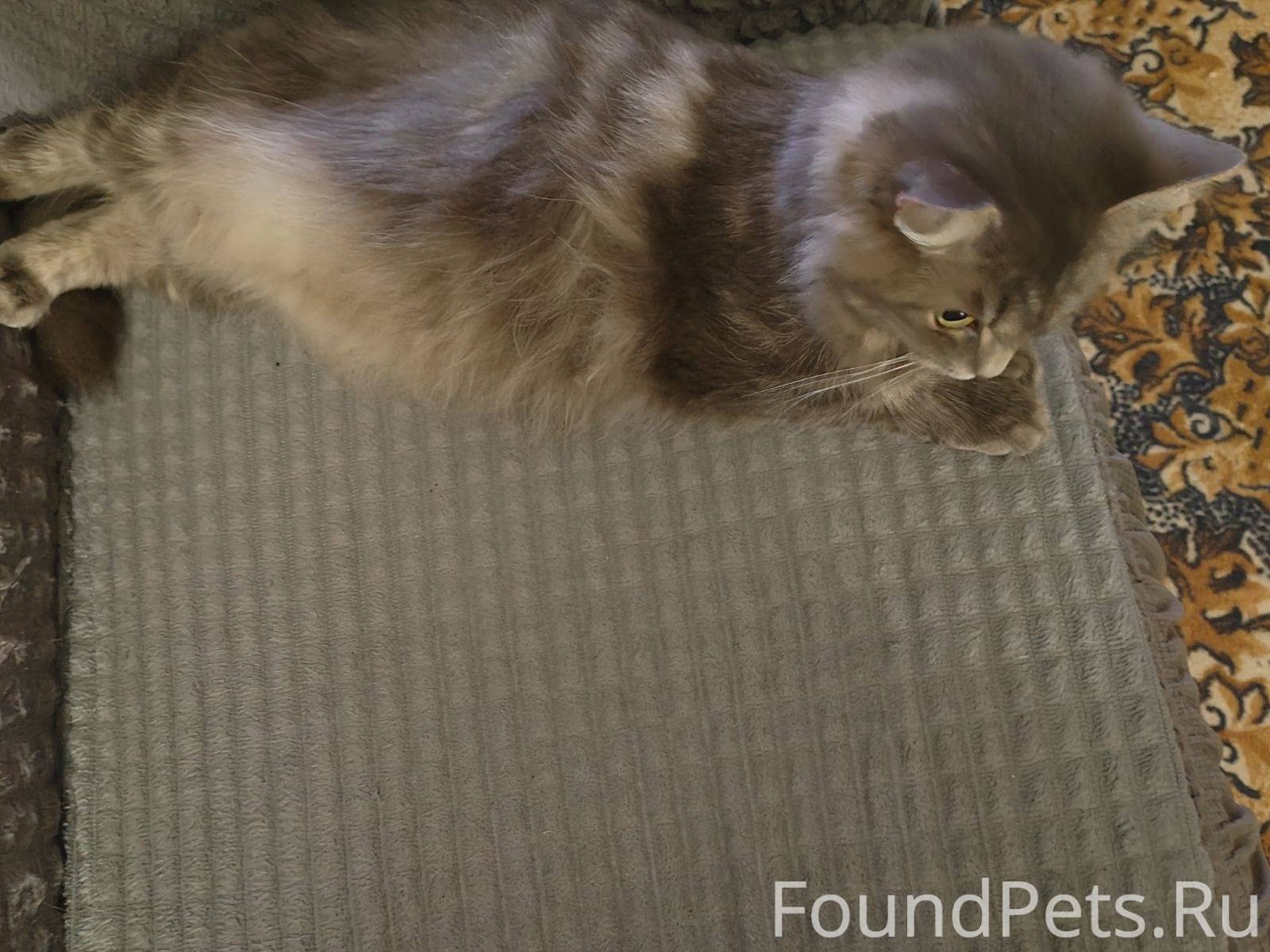 Пропала кошка!!! Флёрова, 18. ...