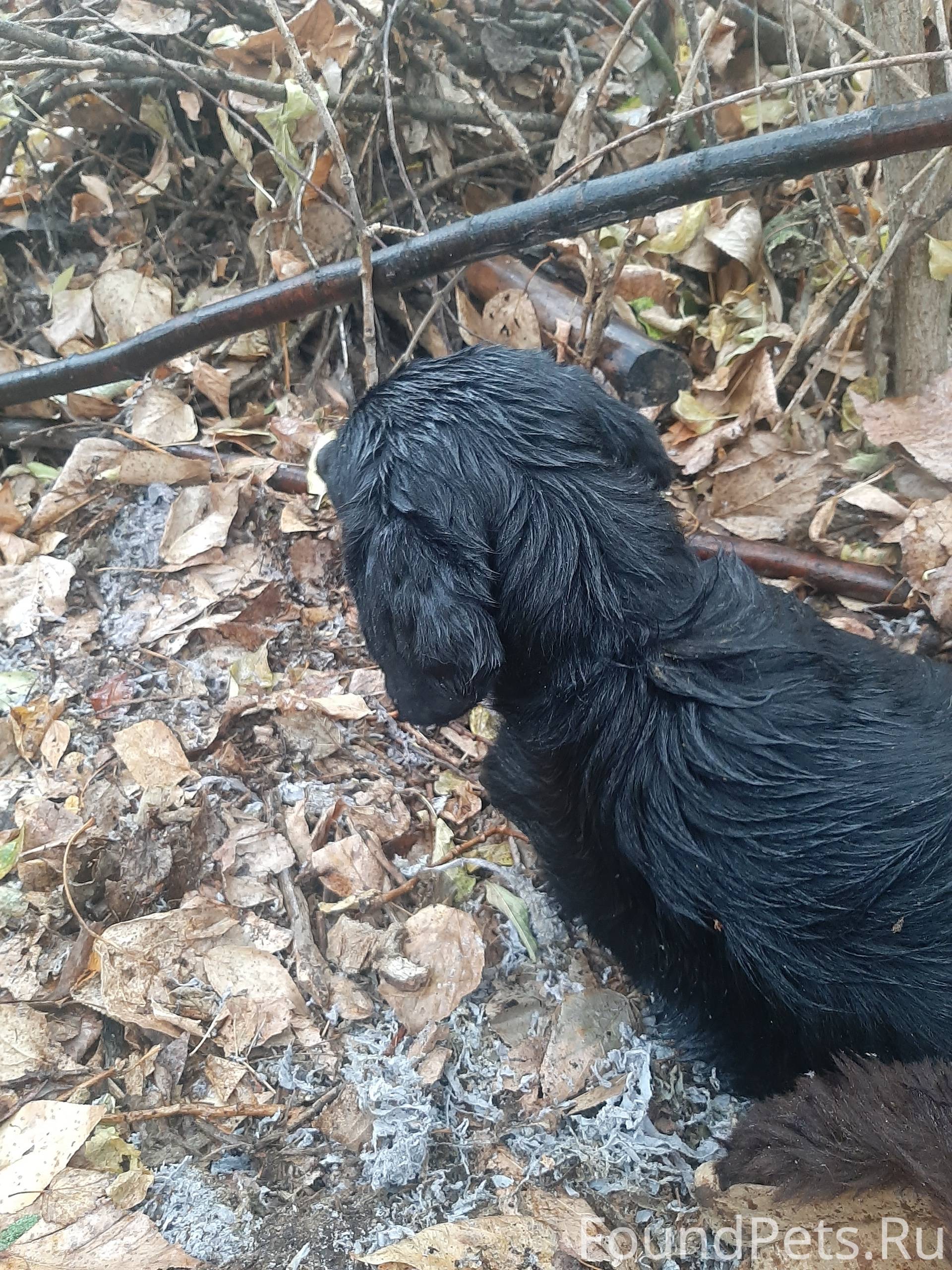 Найдена собака, кобель, чёрный...