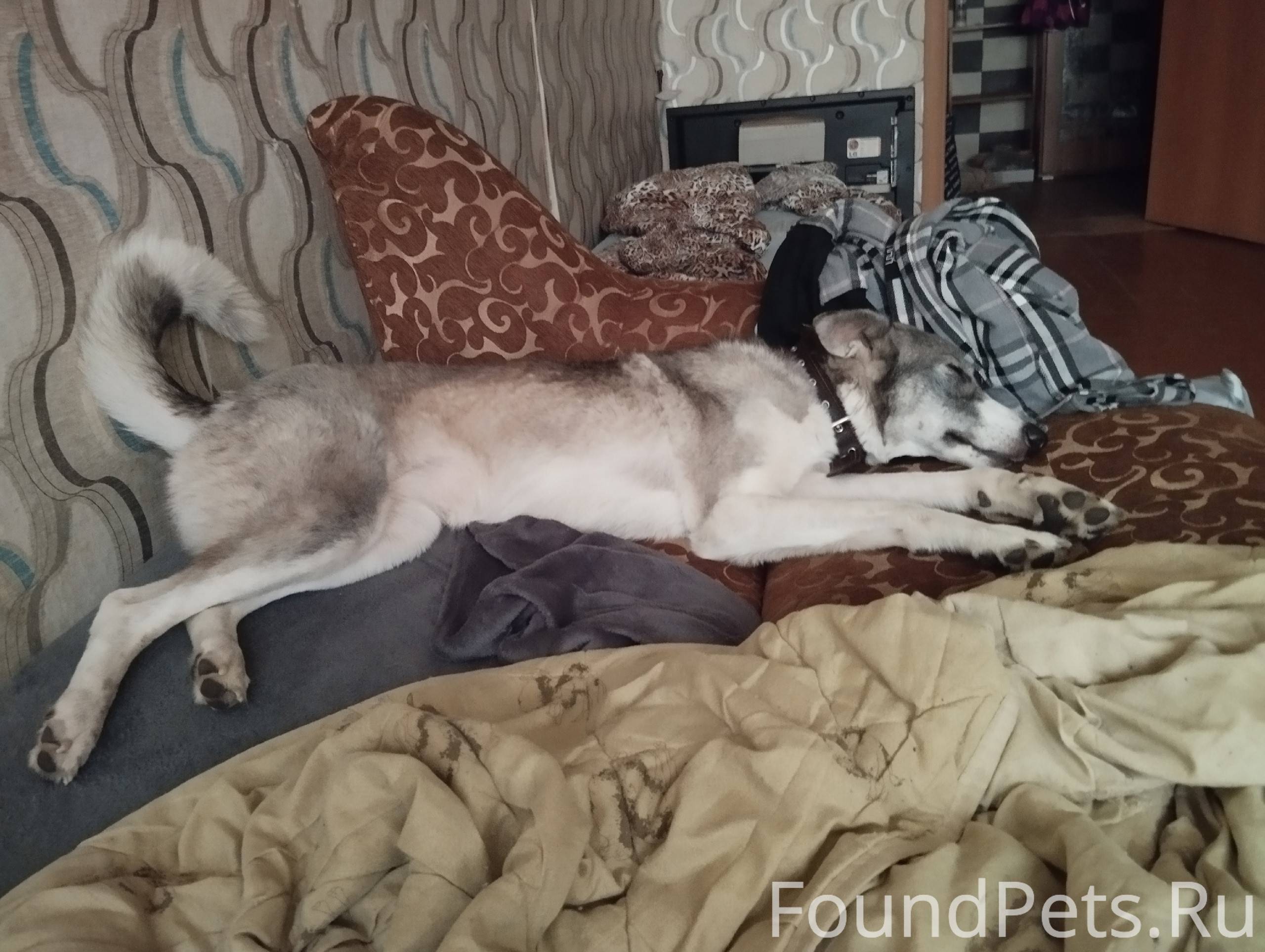 Пропала собака с Гайдара 2, бе...