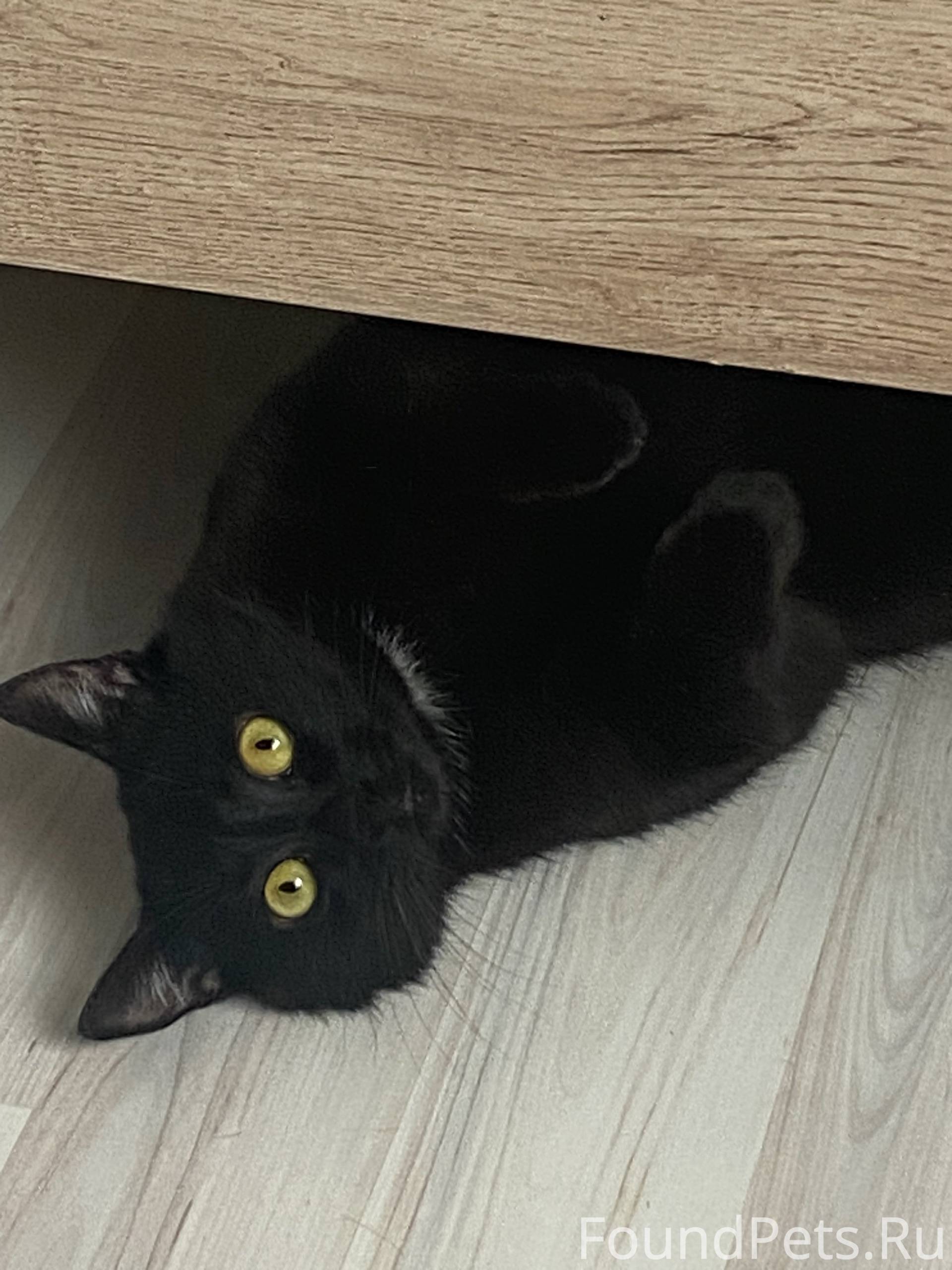 Дмитров, Яхрома Кот 1г, нуждае...