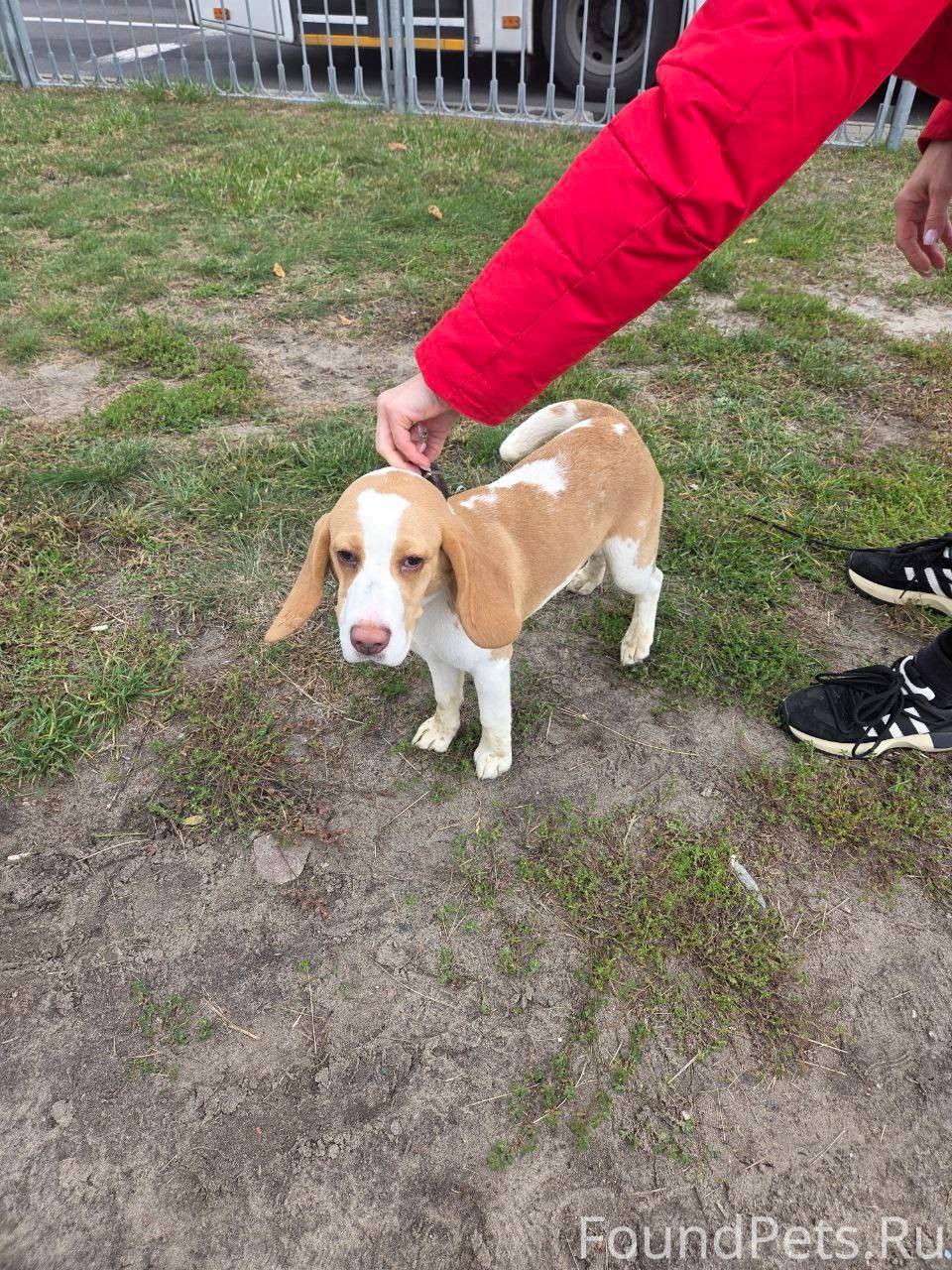 Г.Брест. НАЙДЕНА СОБАКА! Район...