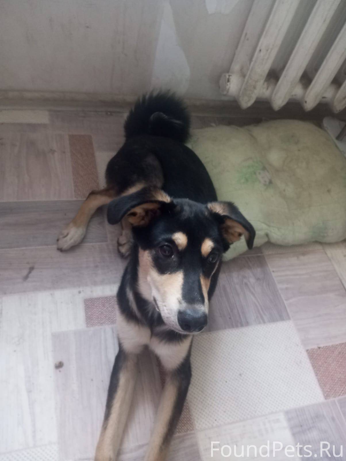 Анонимно потеряли собаку по кл...