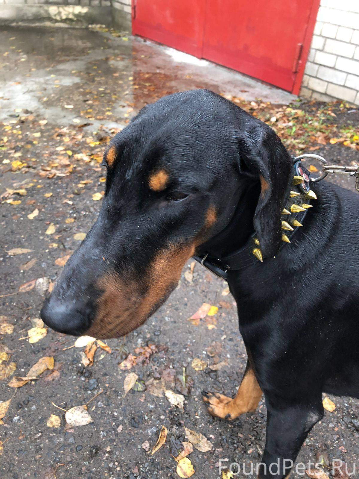 Срочно ! Найден молодой доберман в Пушкино