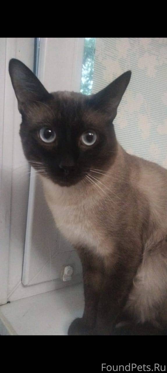 Пропал кот! Помогите пожалуйст...