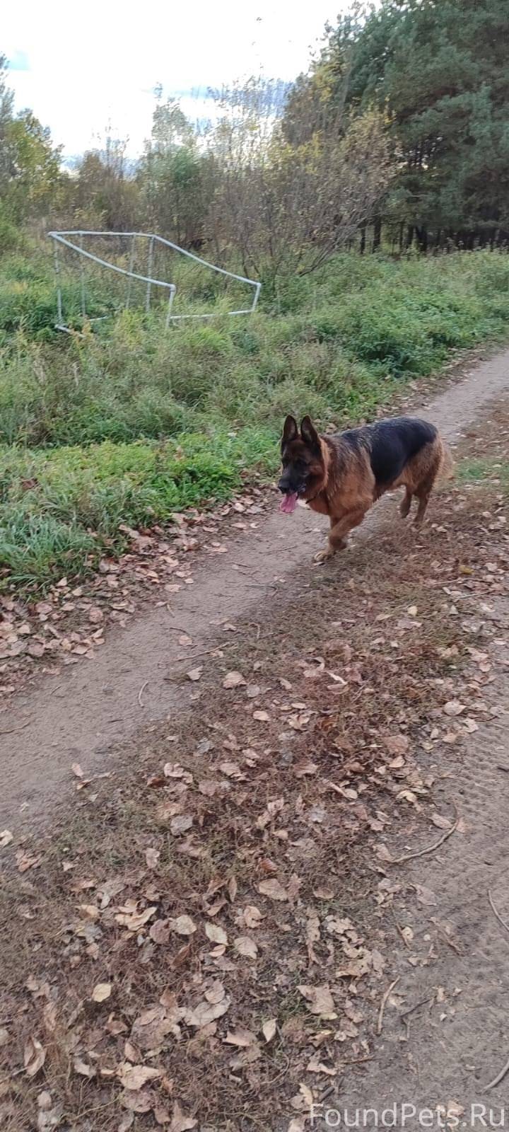Здравствуйте. Пропала собака о...