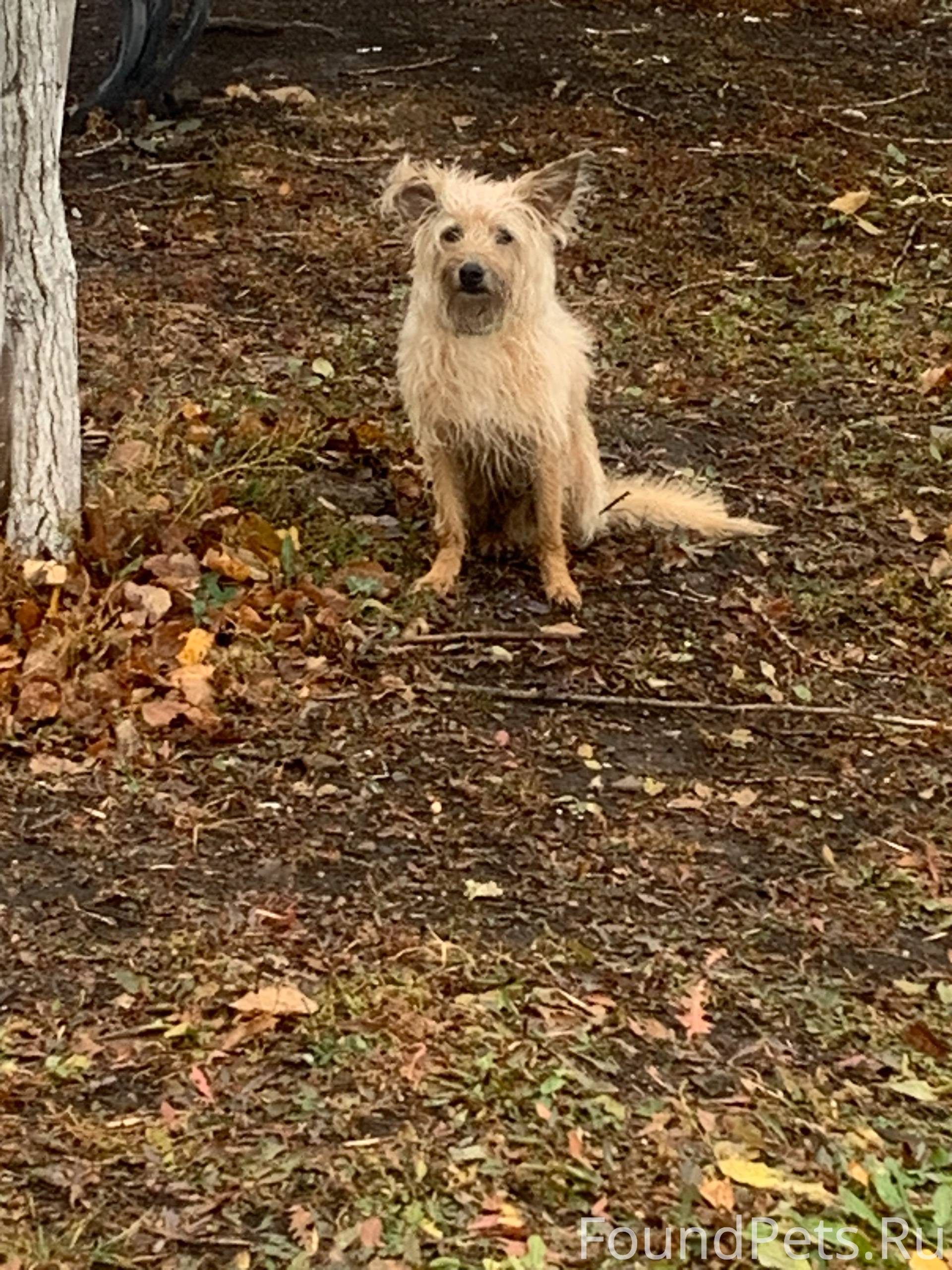 🆘🆘🆘Чья собака в Восточном? Мал...