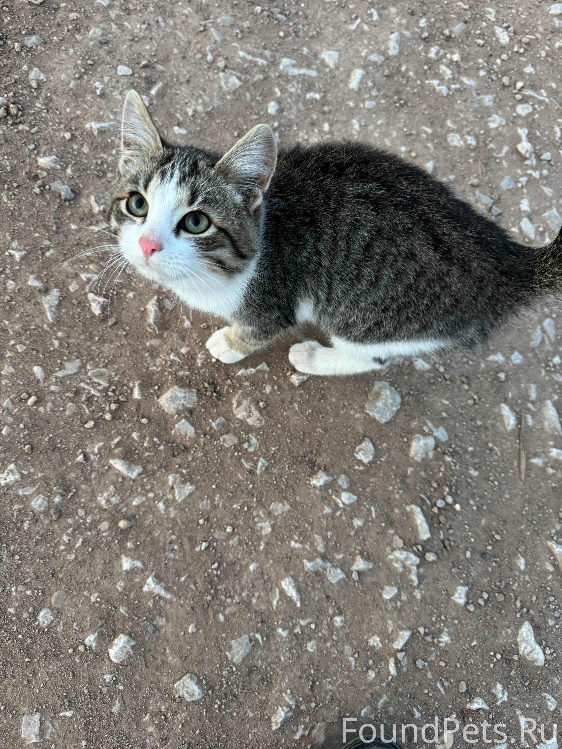 Прибился котенок 🐱 Очень ласко...