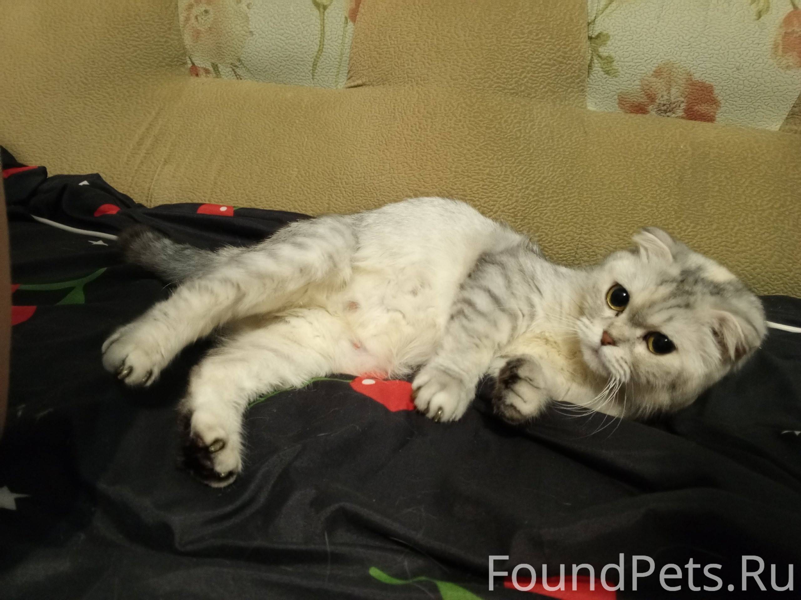 Пропала кошка по Свердлова 35,...