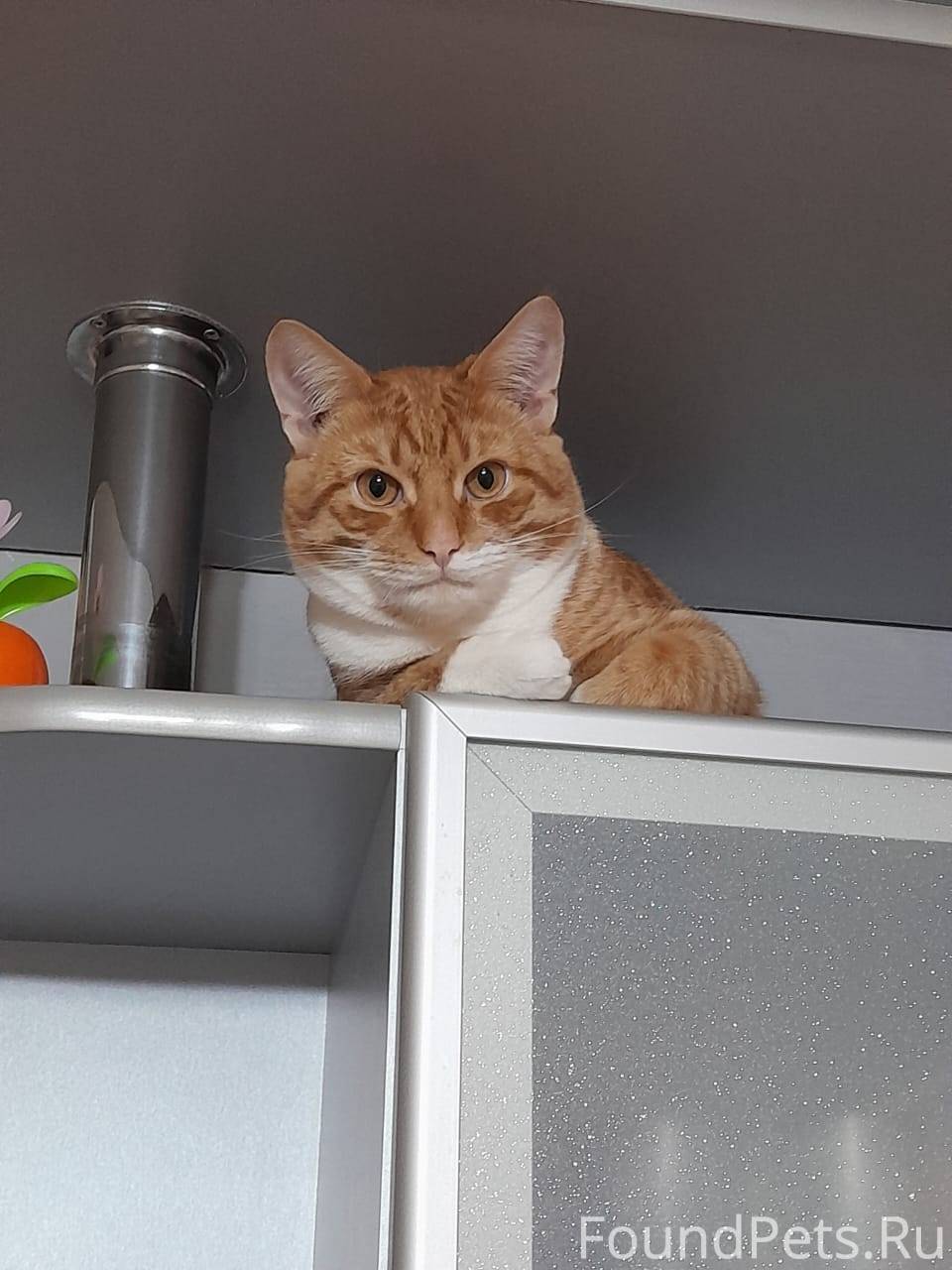 Пропал кот. Район больницы Гип...