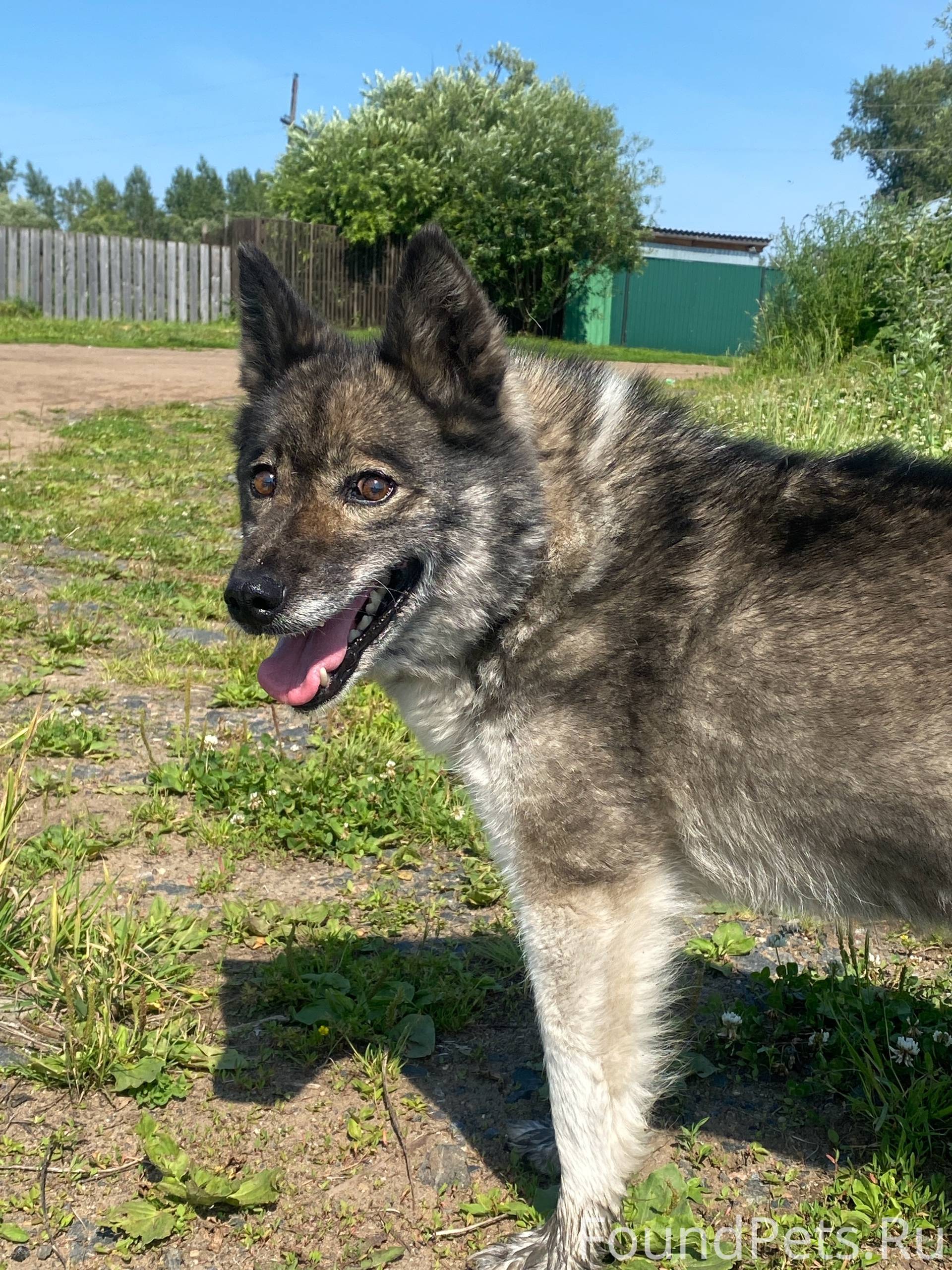 Потерялась собака по кличке Жу...