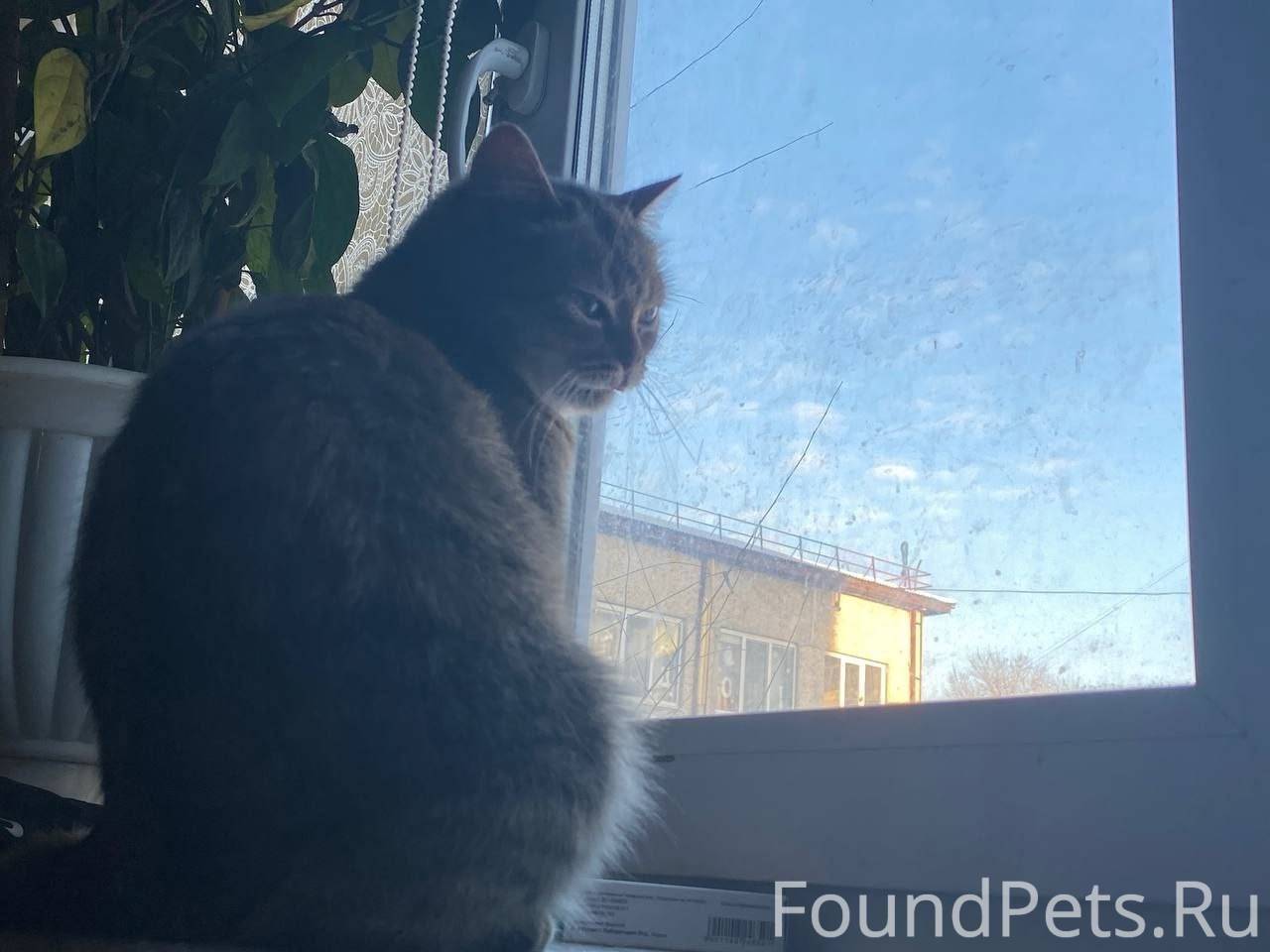 Пропала кошка, по имени муся м...