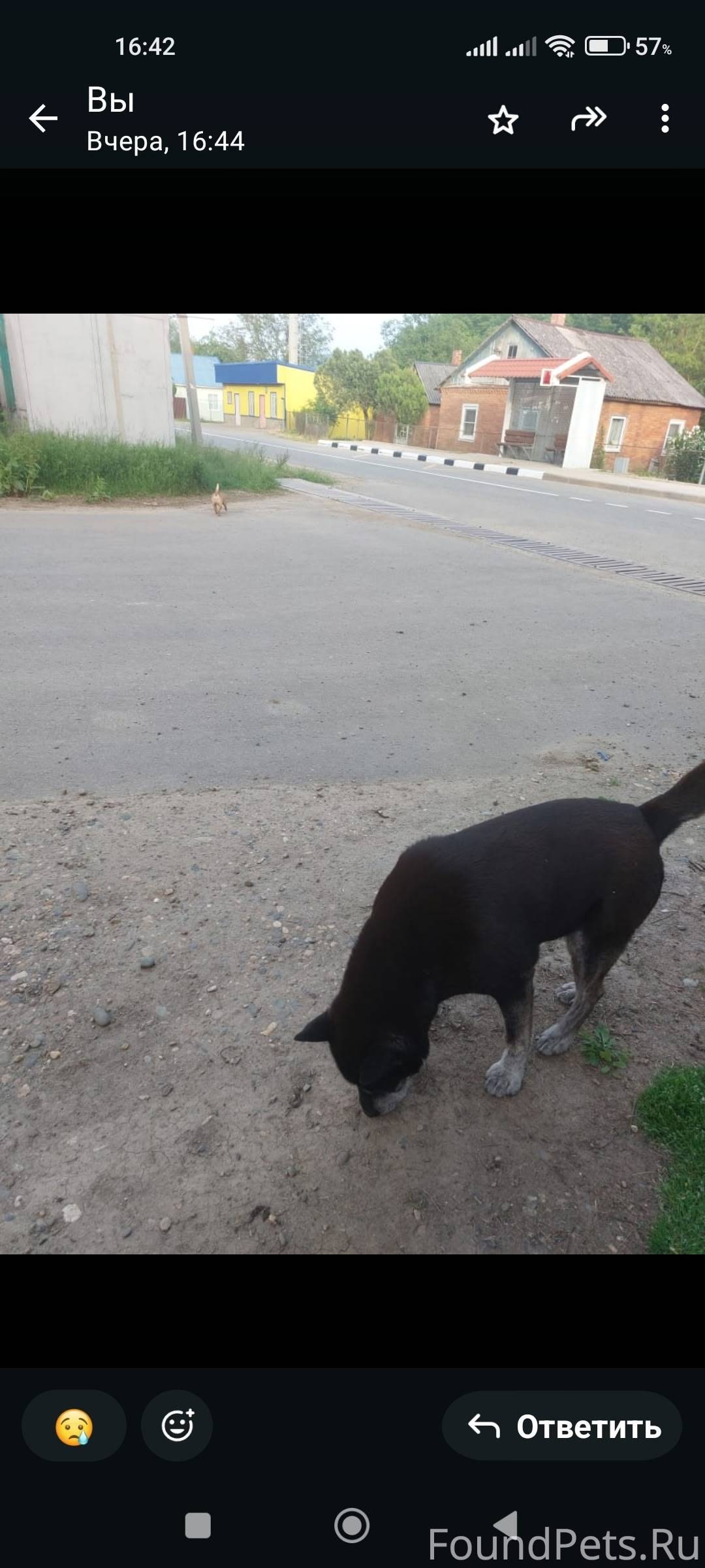 Пропали две собаки в п. Мирный...