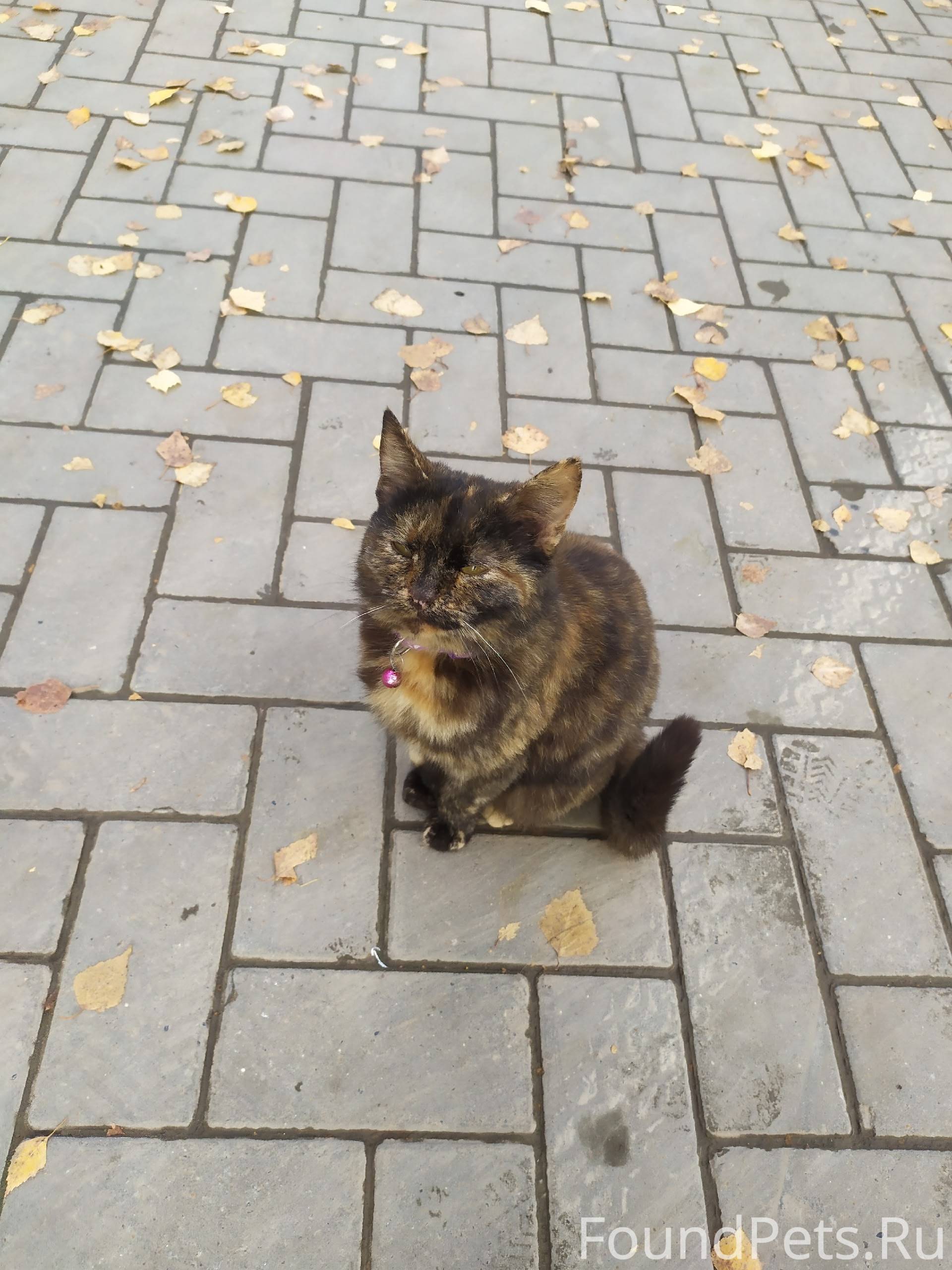 🔥 Этого котёнка встретили вчер...