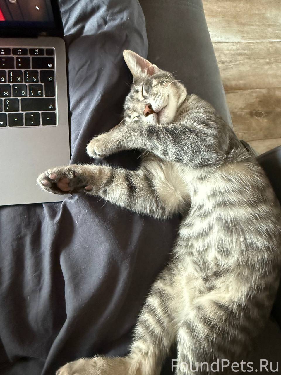 Пропал котенок. Убежал с ул. М...