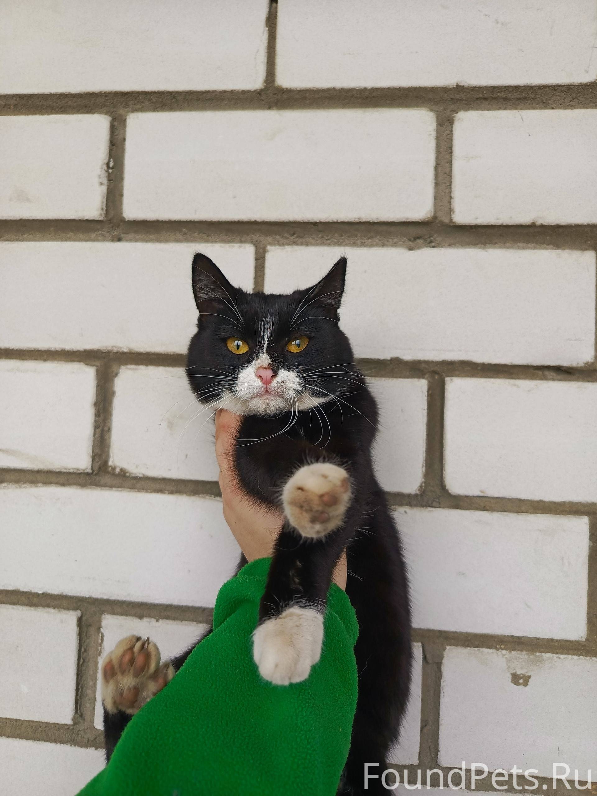 Котёнок .Девочка. Ищет старых ...