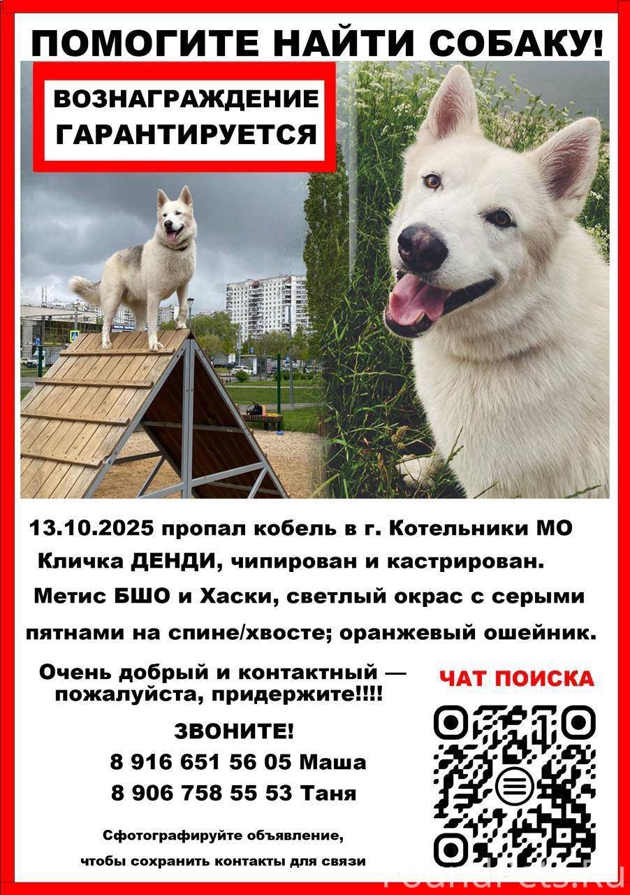 Пропал кобель, Котельники МО К...