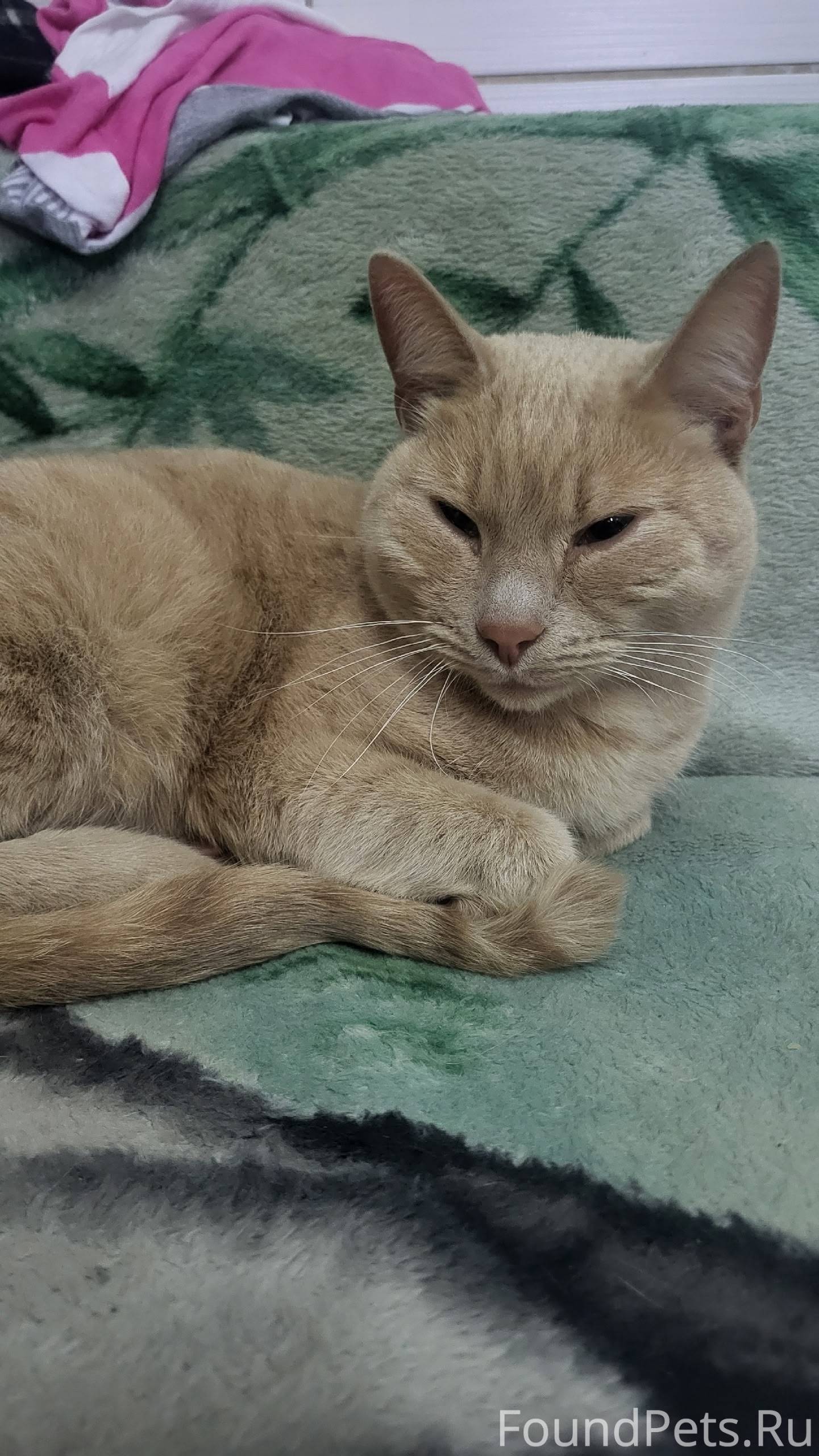 Боровск Прибился кот на автомо...