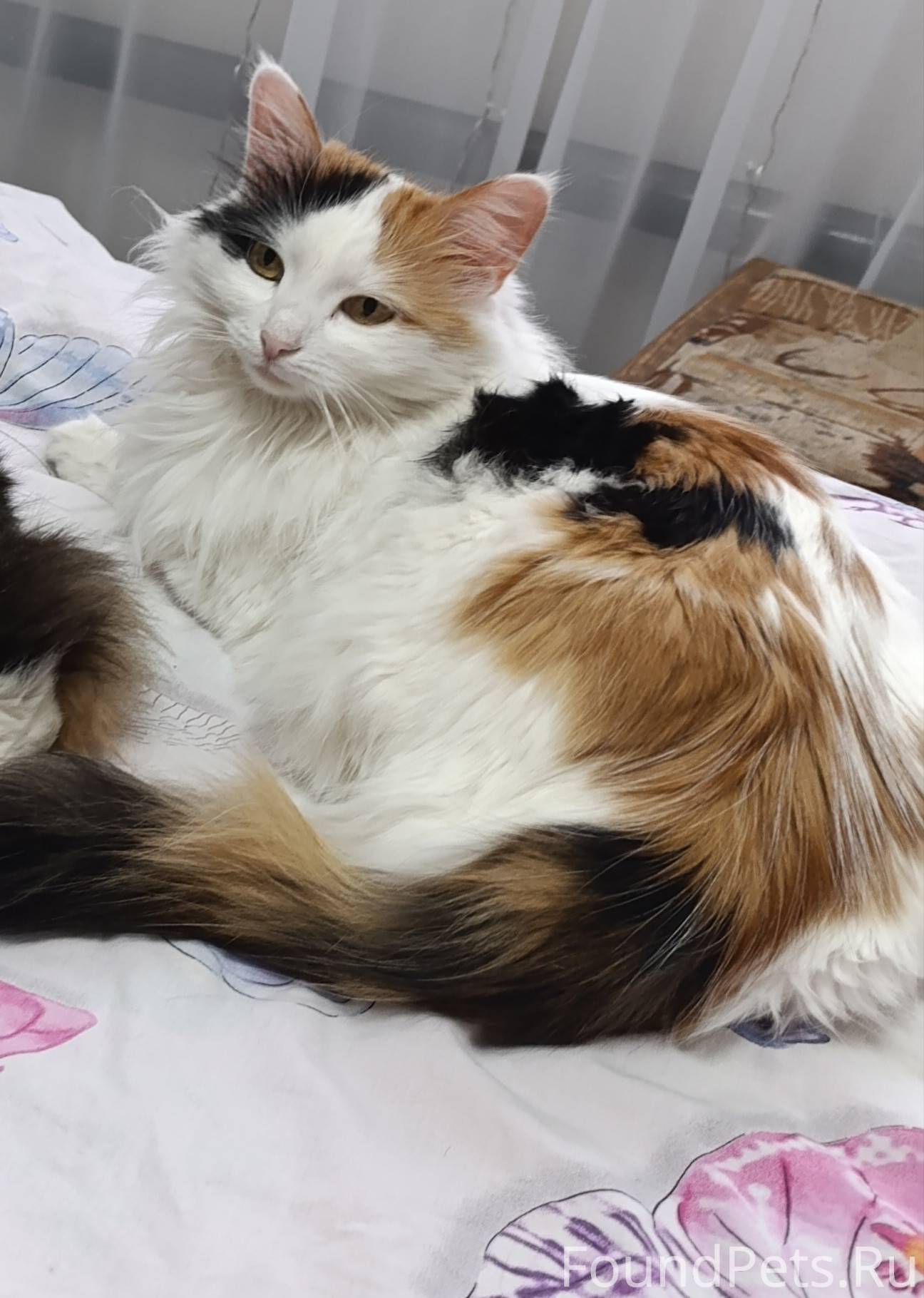 Здравствуйте! Пропала кошка в ...