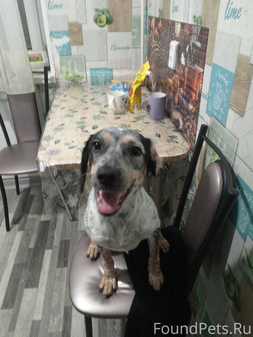 Пропала собака, если кто увиди...