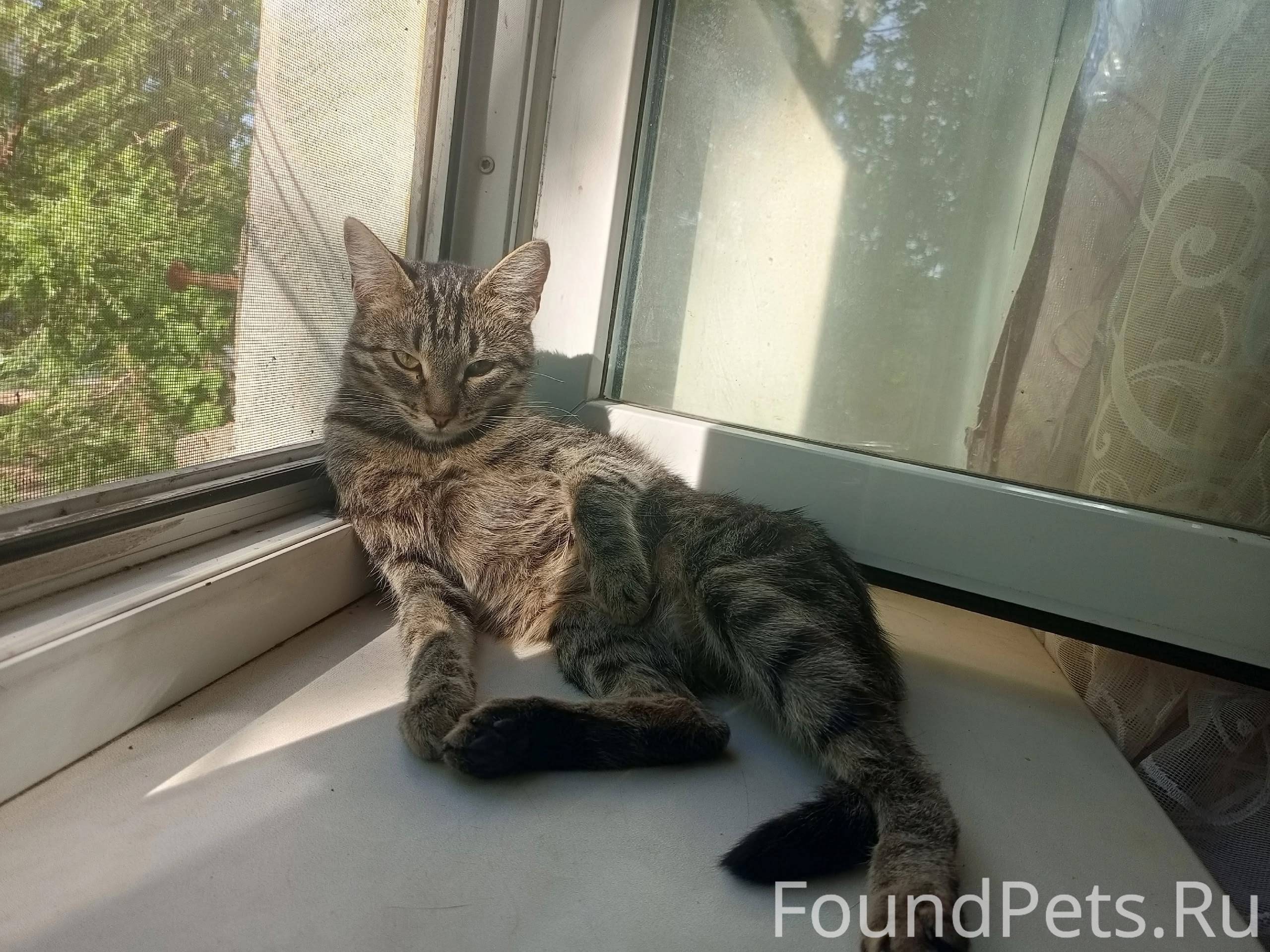 Пропала кошка Люся в 41 кварта...