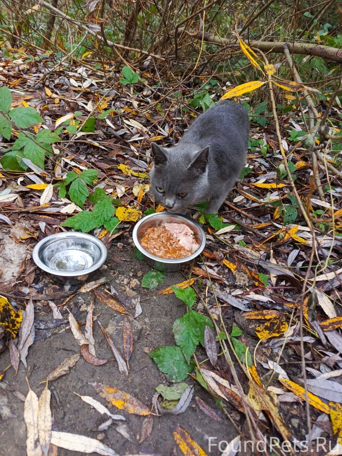 #Калуга Найдена кот/кошка в ра...