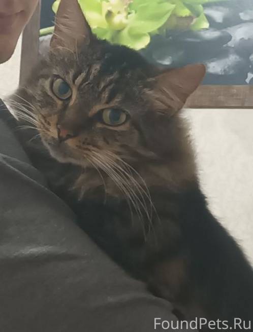 Евпатория! Пропала кошка! Моя ...