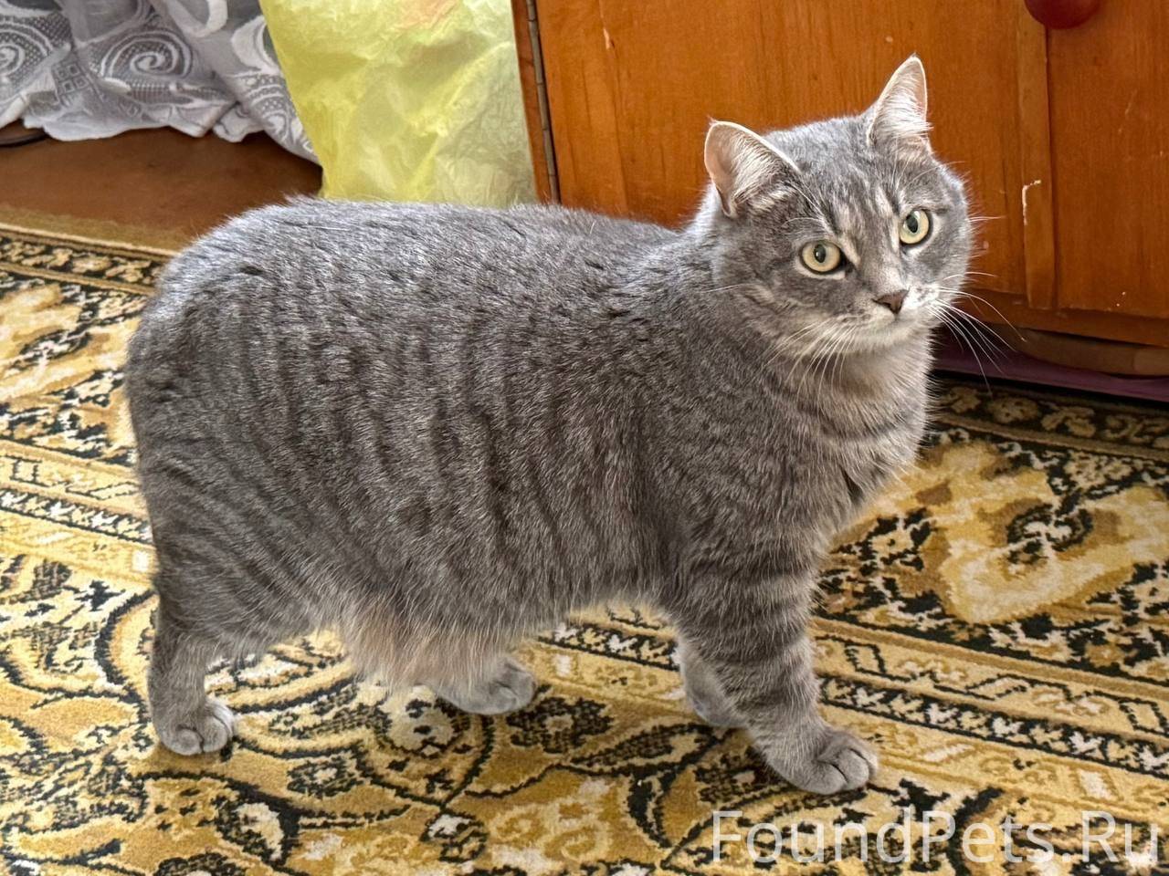 Добрый день, пропала кошка по ...