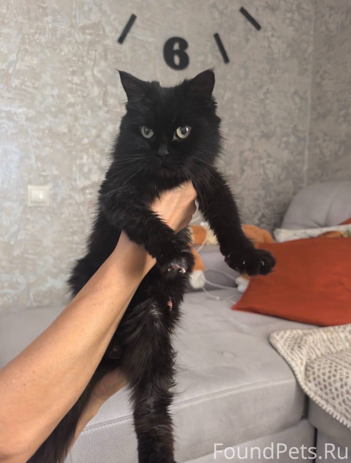 Кошка🐈‍⬛ найдена на пос.Дружба...