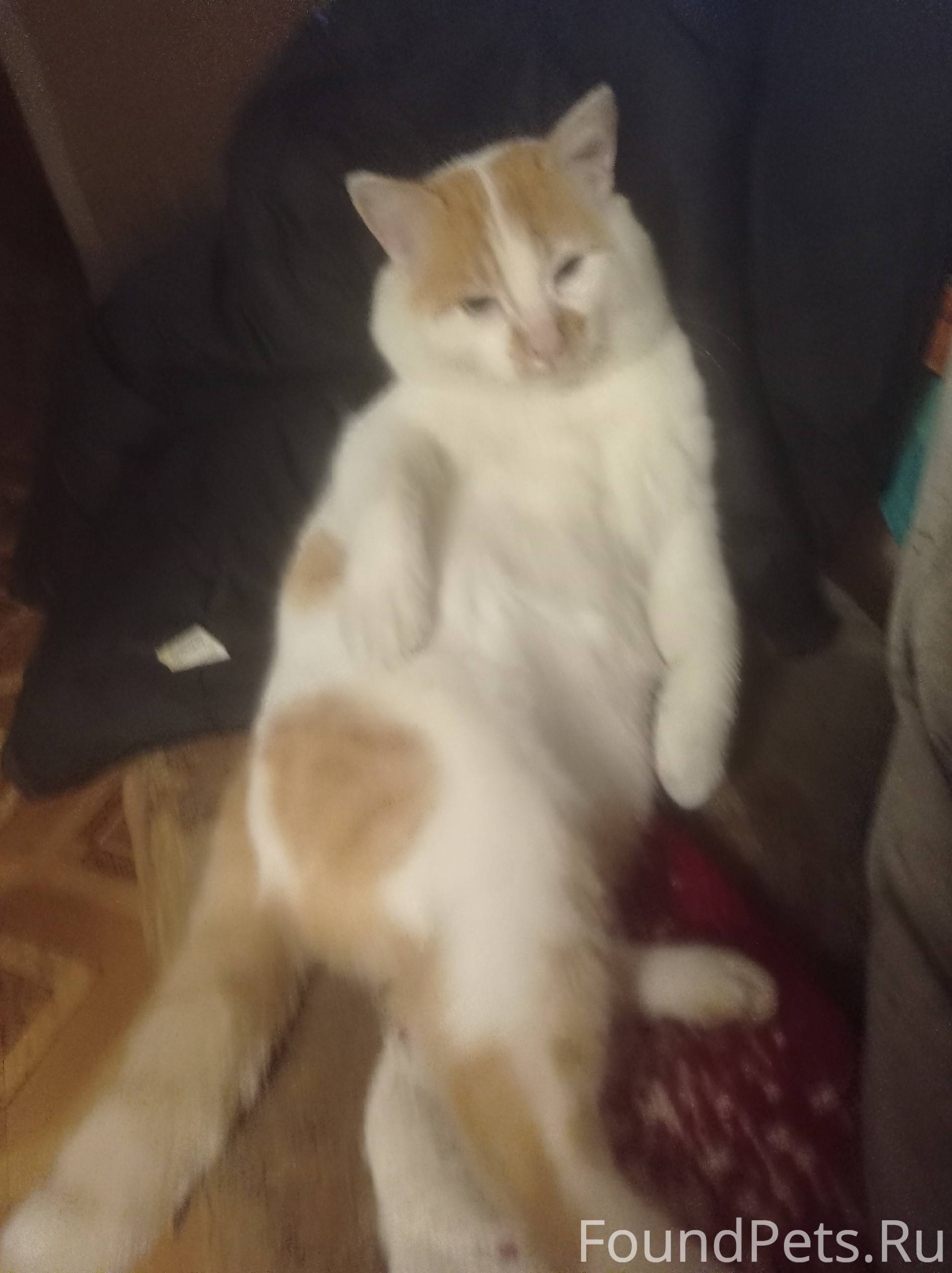 Пропал кот,по ул.Шевченко р...