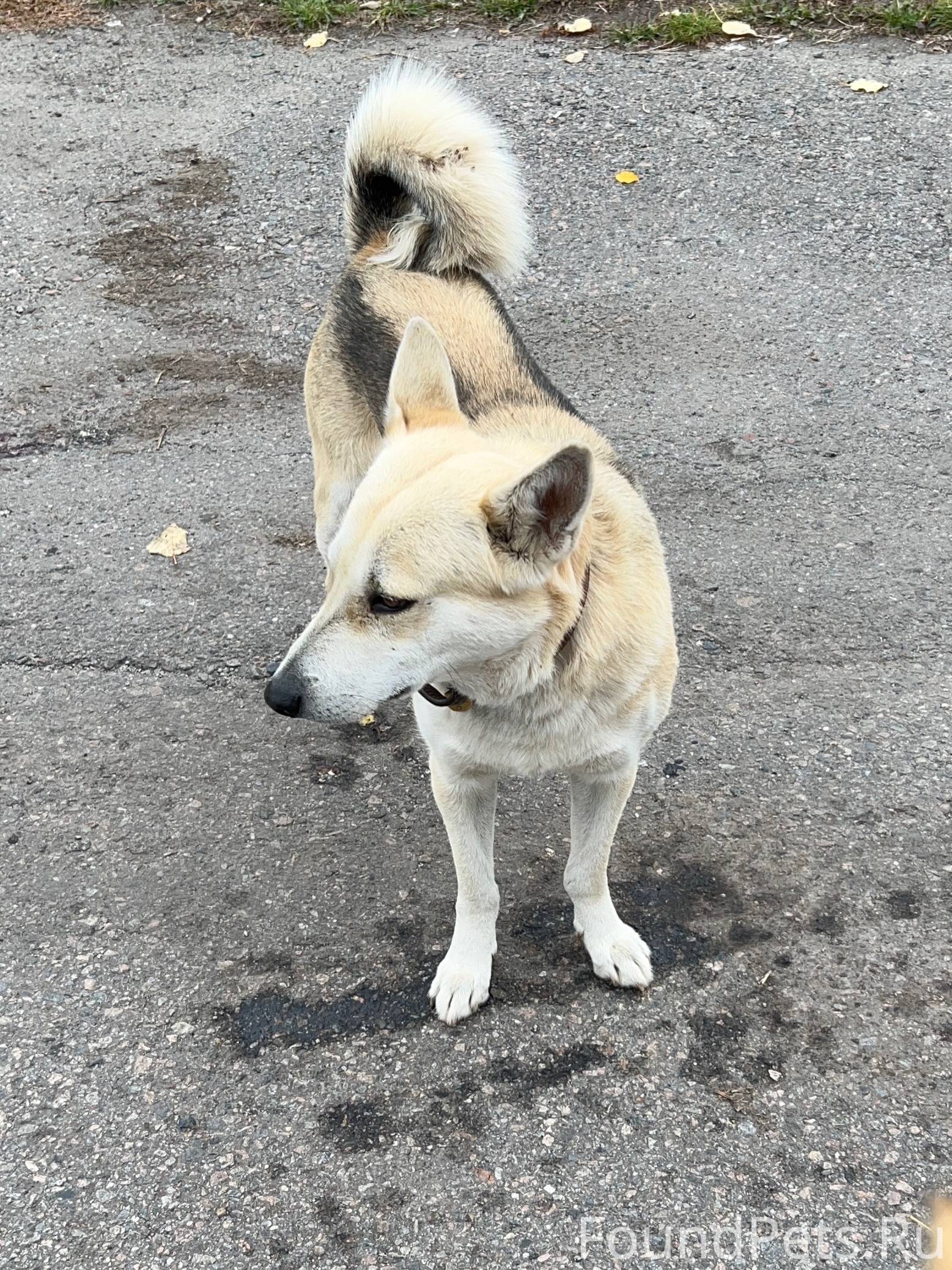 ⚡❗Чья потеряшка?❗⚡ 📍 посёлок Я...