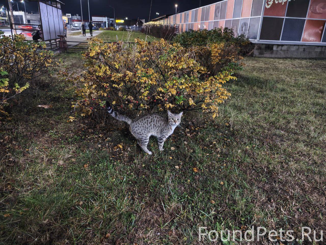НАЙДЕНА КОШКА Е СИТИ МОГИЛЕВ 17 ОКТЯБРЯ