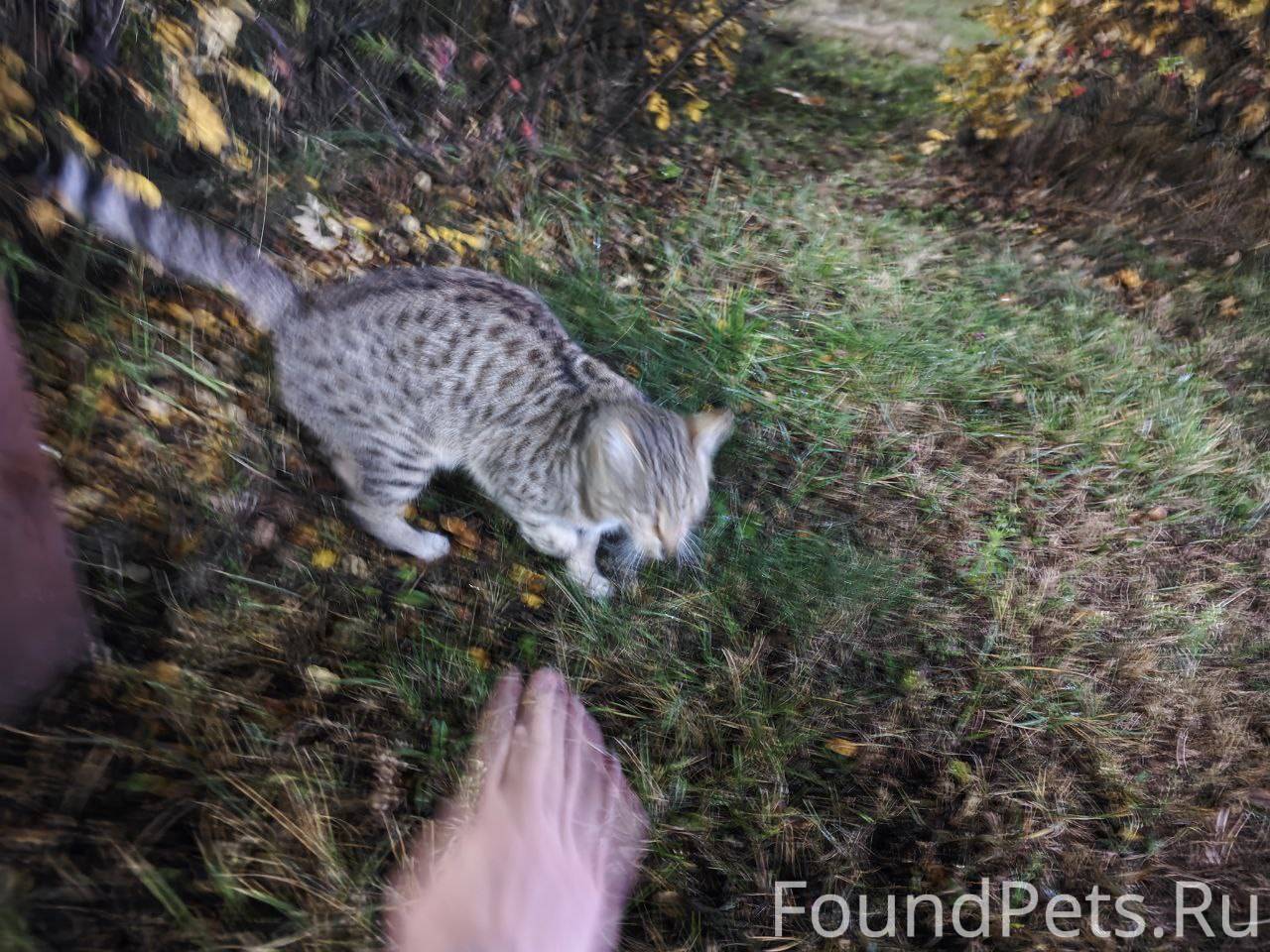 НАЙДЕНА КОШКА Е СИТИ МОГИЛЕВ 17 ОКТЯБРЯ