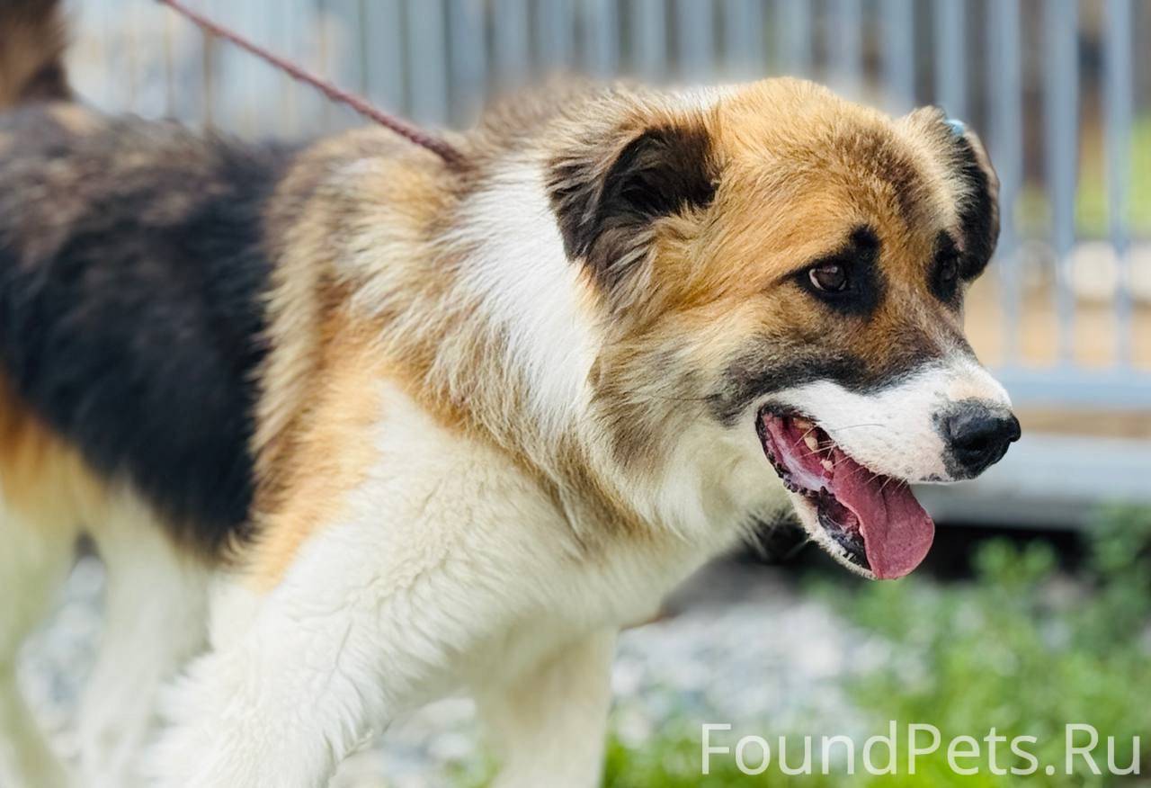 🐾 Поделюсь доброй историей, хо...